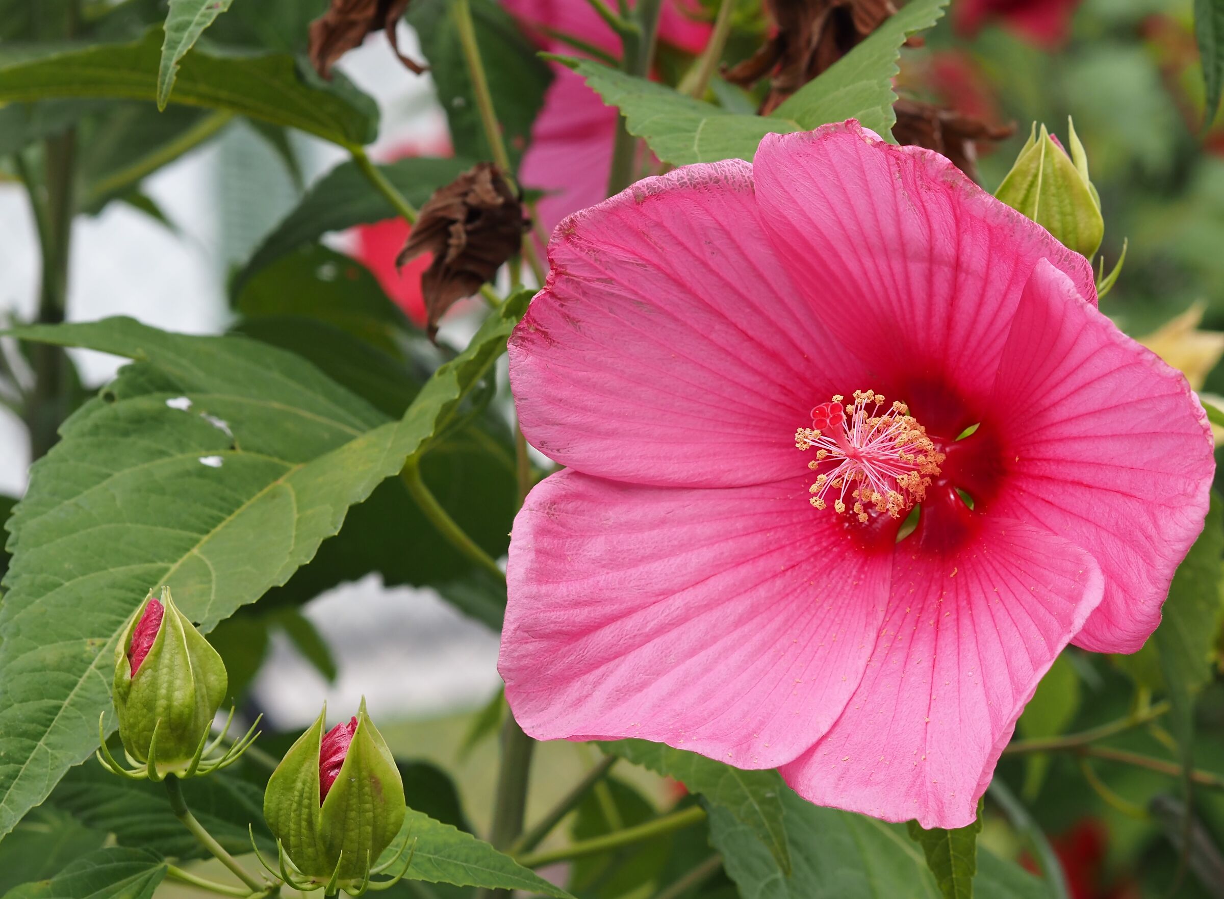 Hibiscus