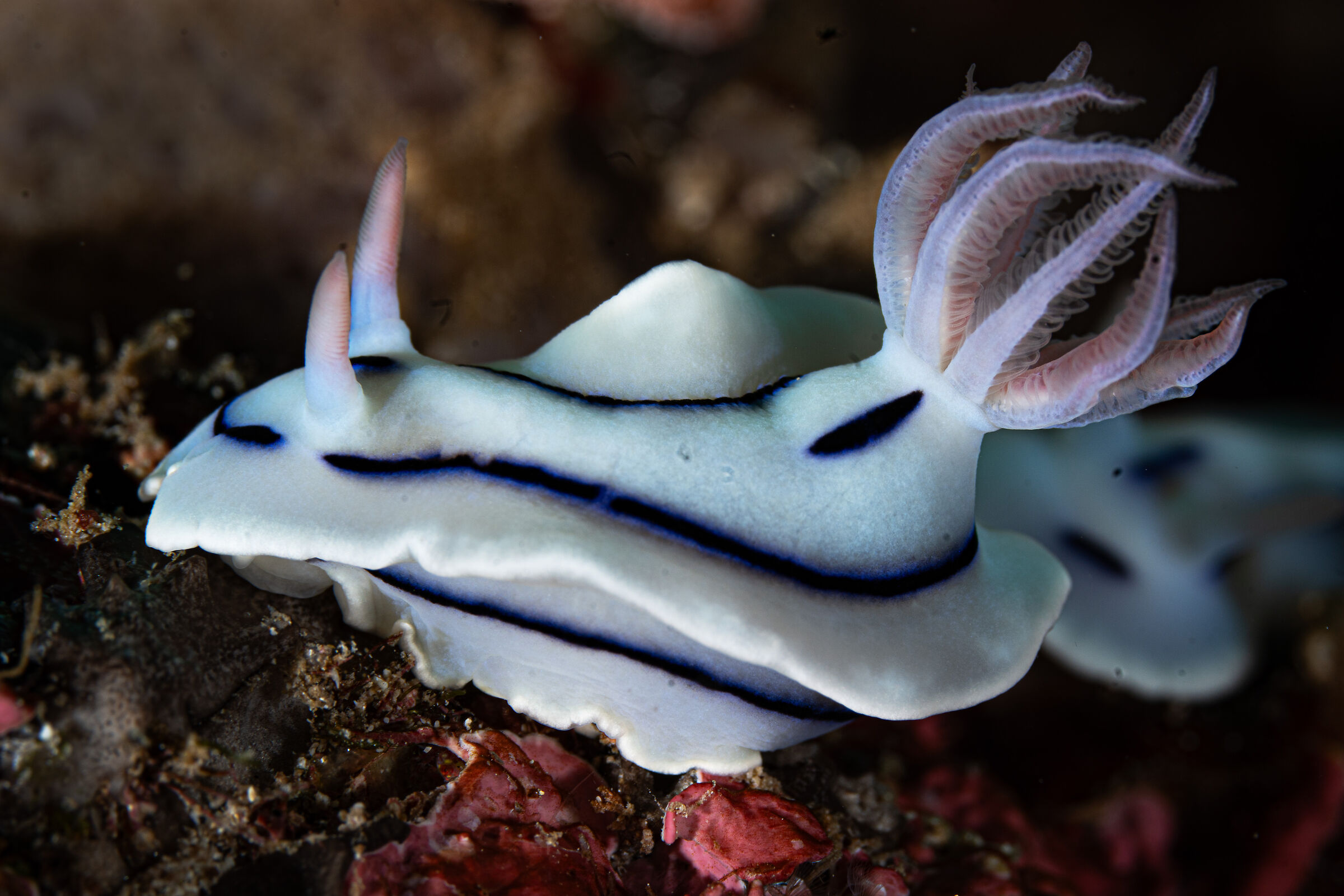 Nudibranco