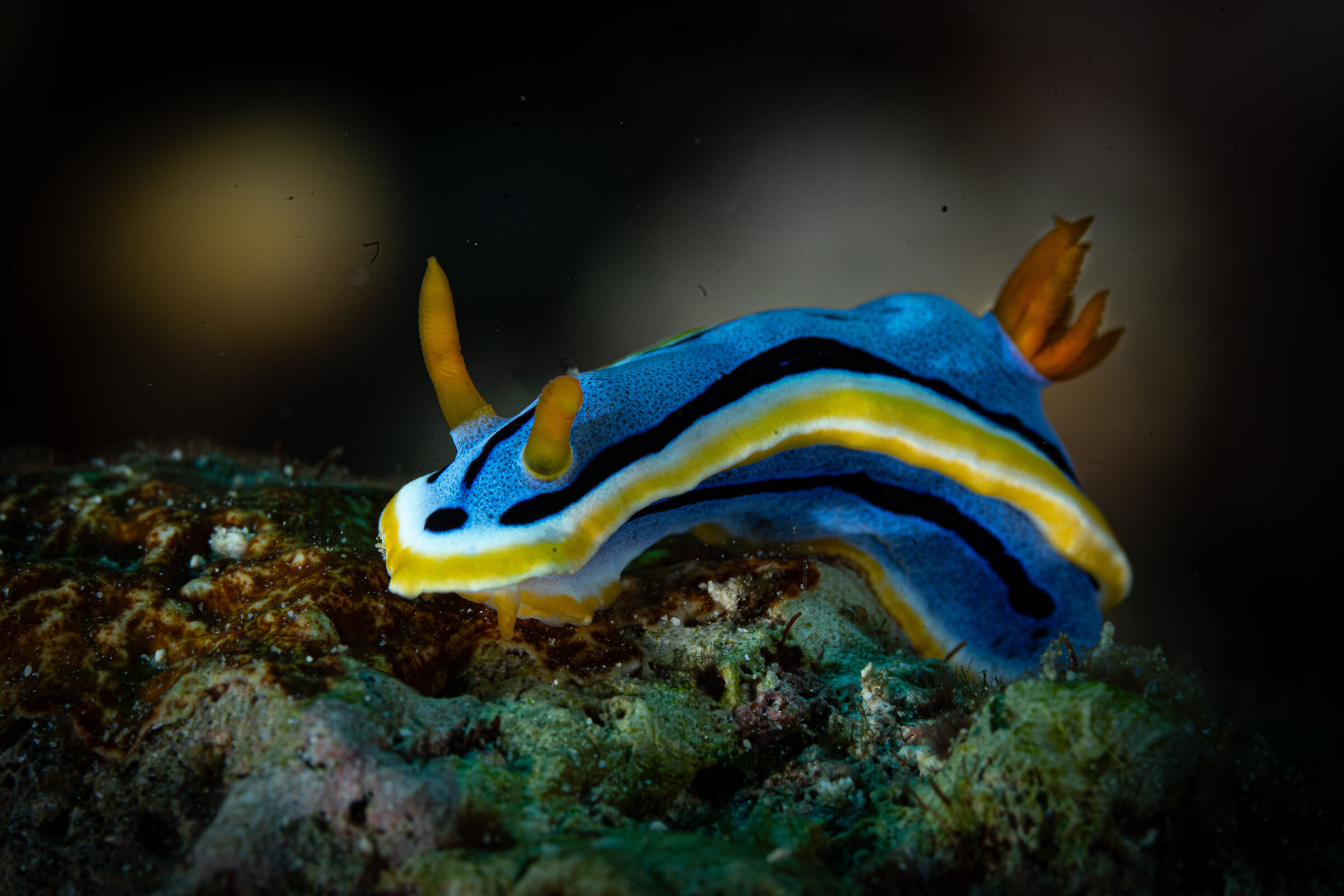 nudibranco