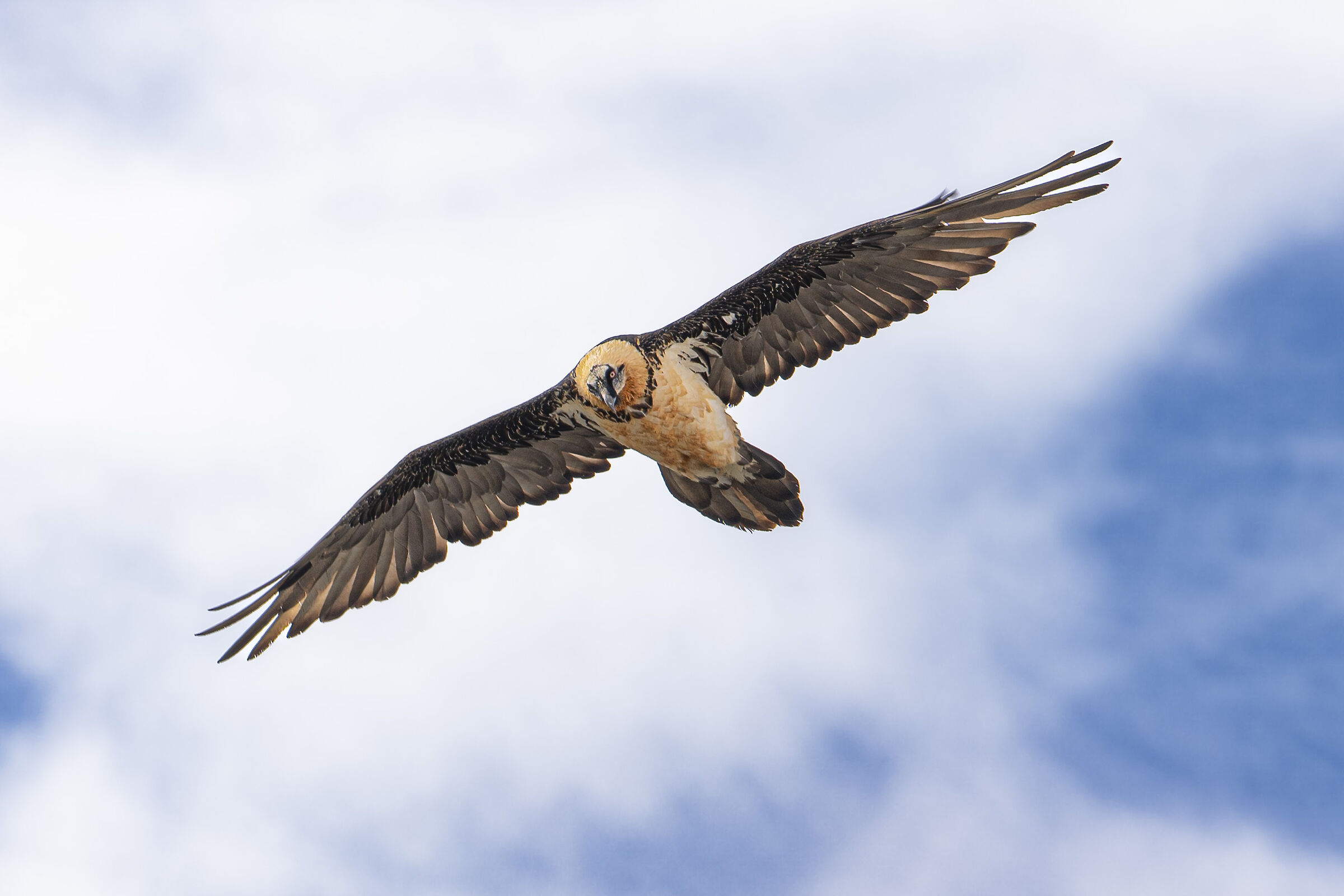 Bearded Vulture