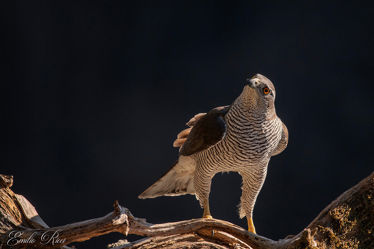 Goshawk