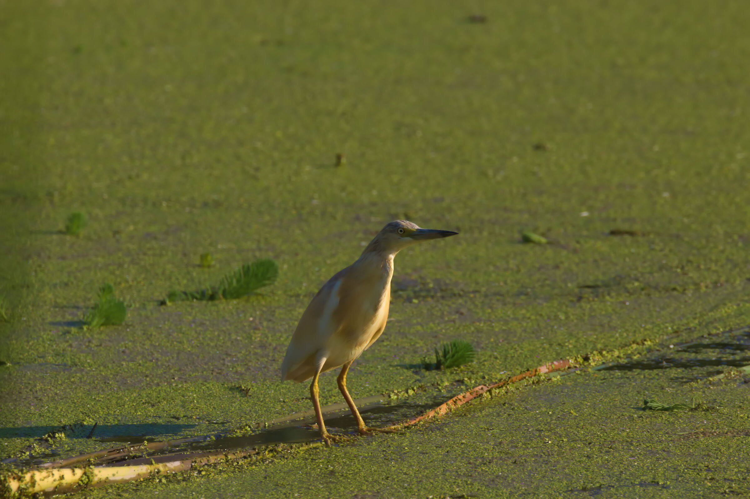 Squacco heron