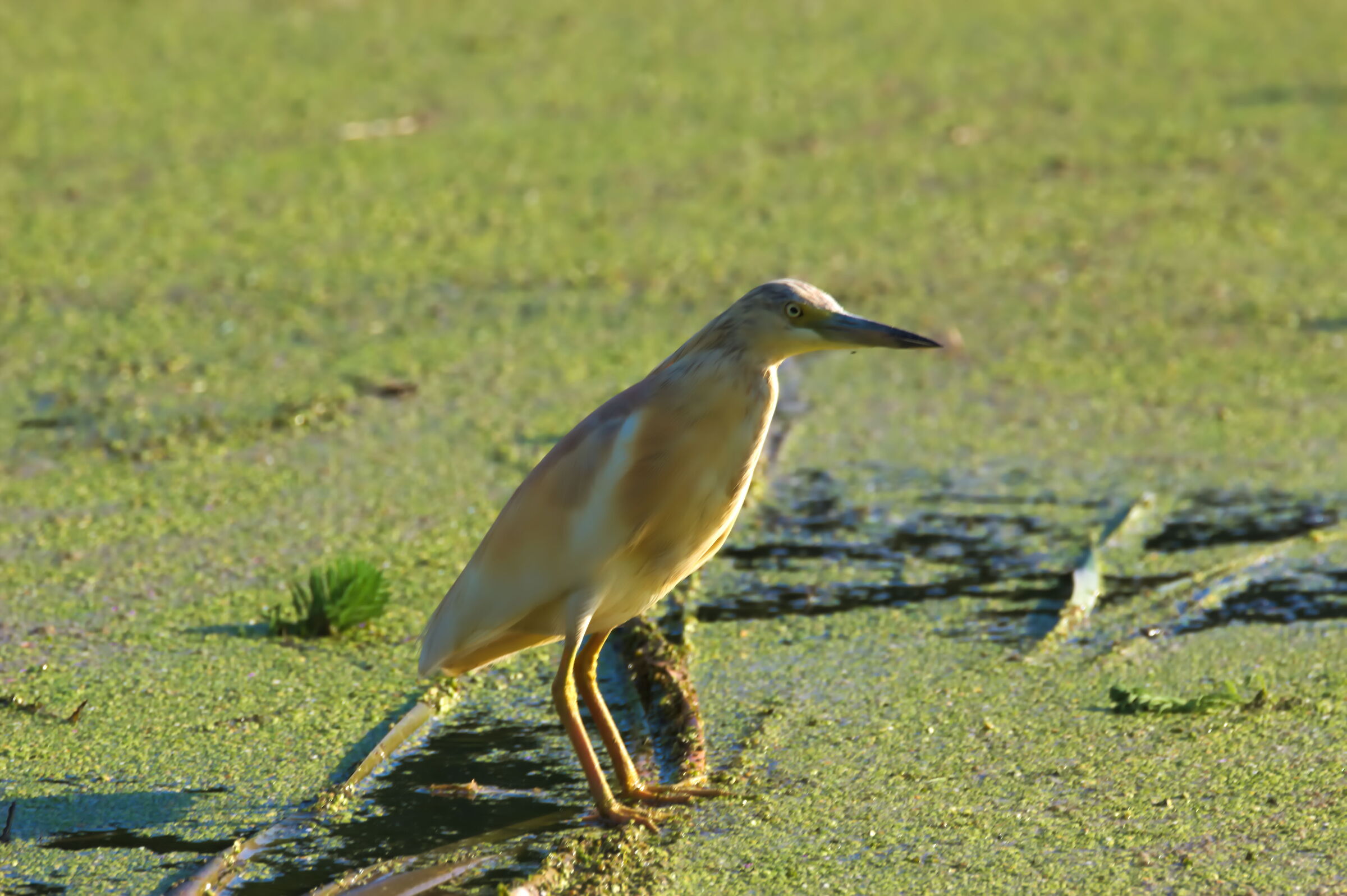 Squacco heron
