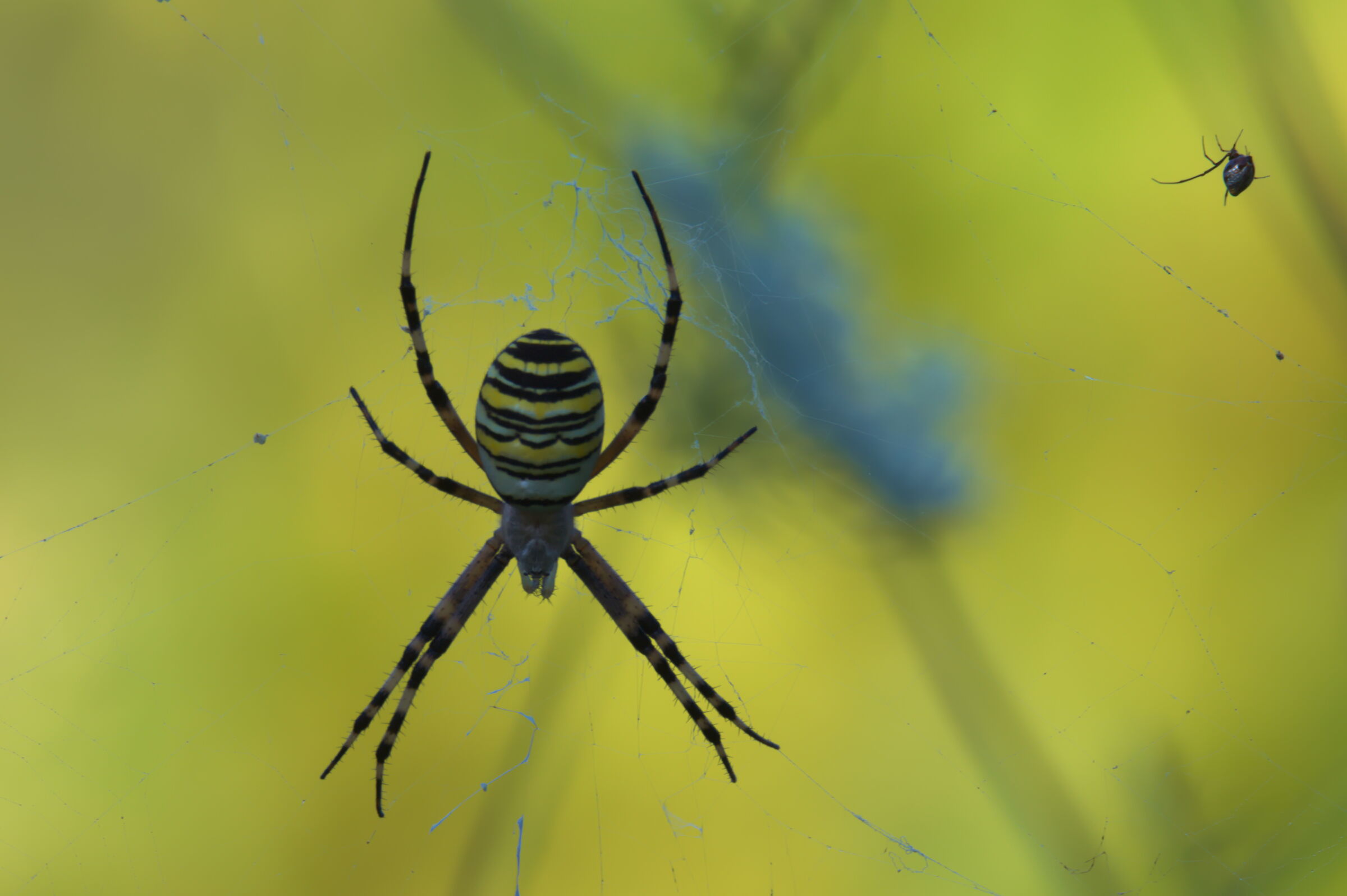 Wasp spider