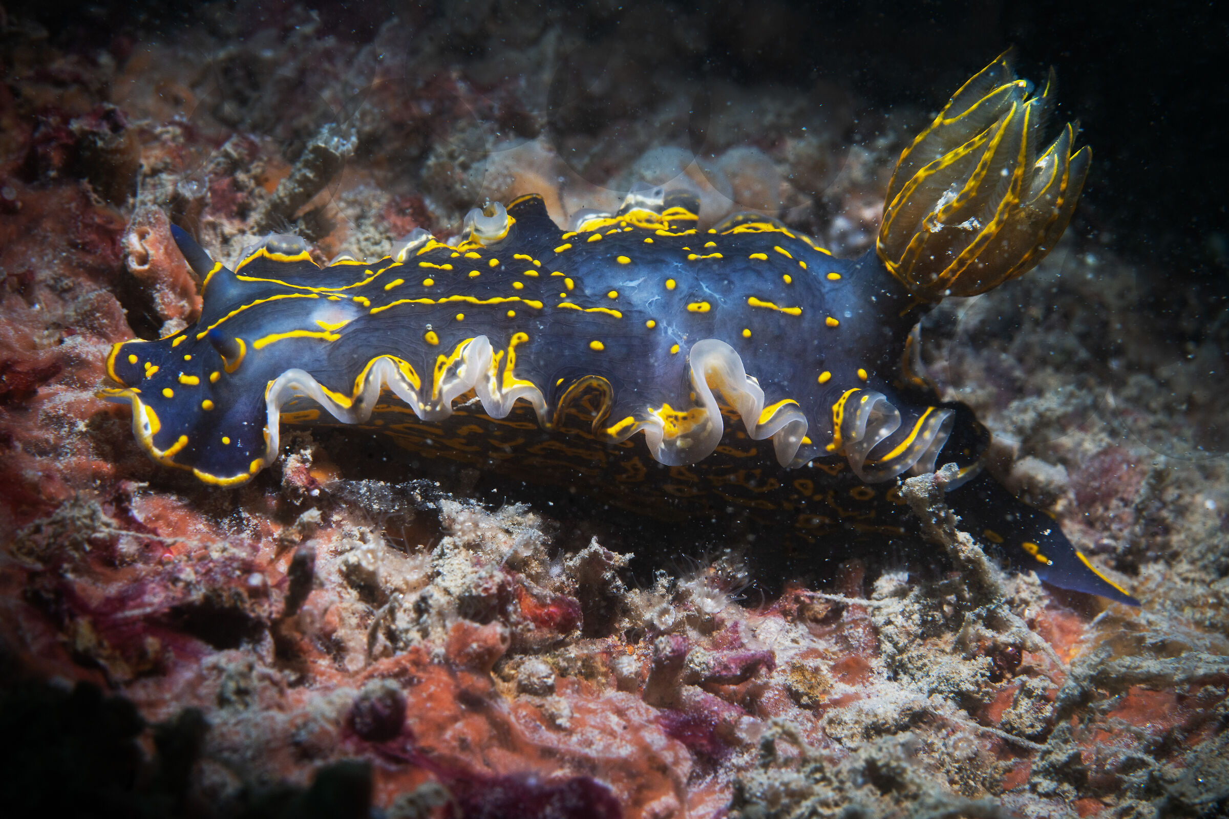 Felimare picta "doride dipinto"