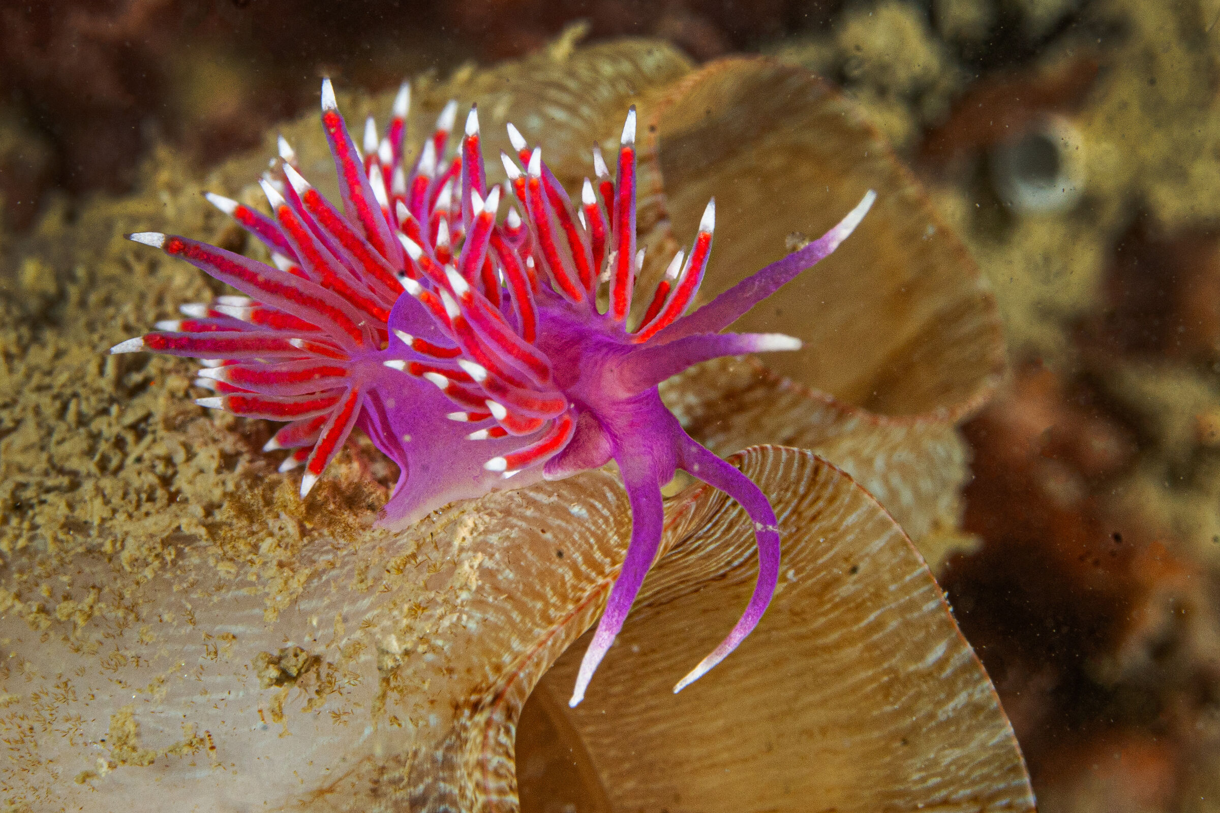 Edmundsella pedata