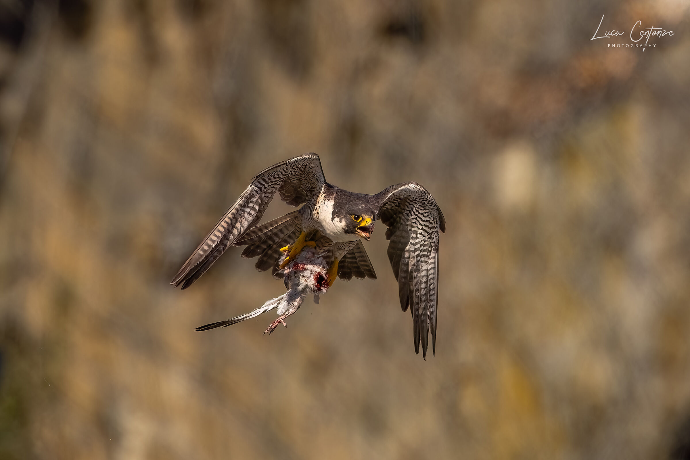Adult female with prey