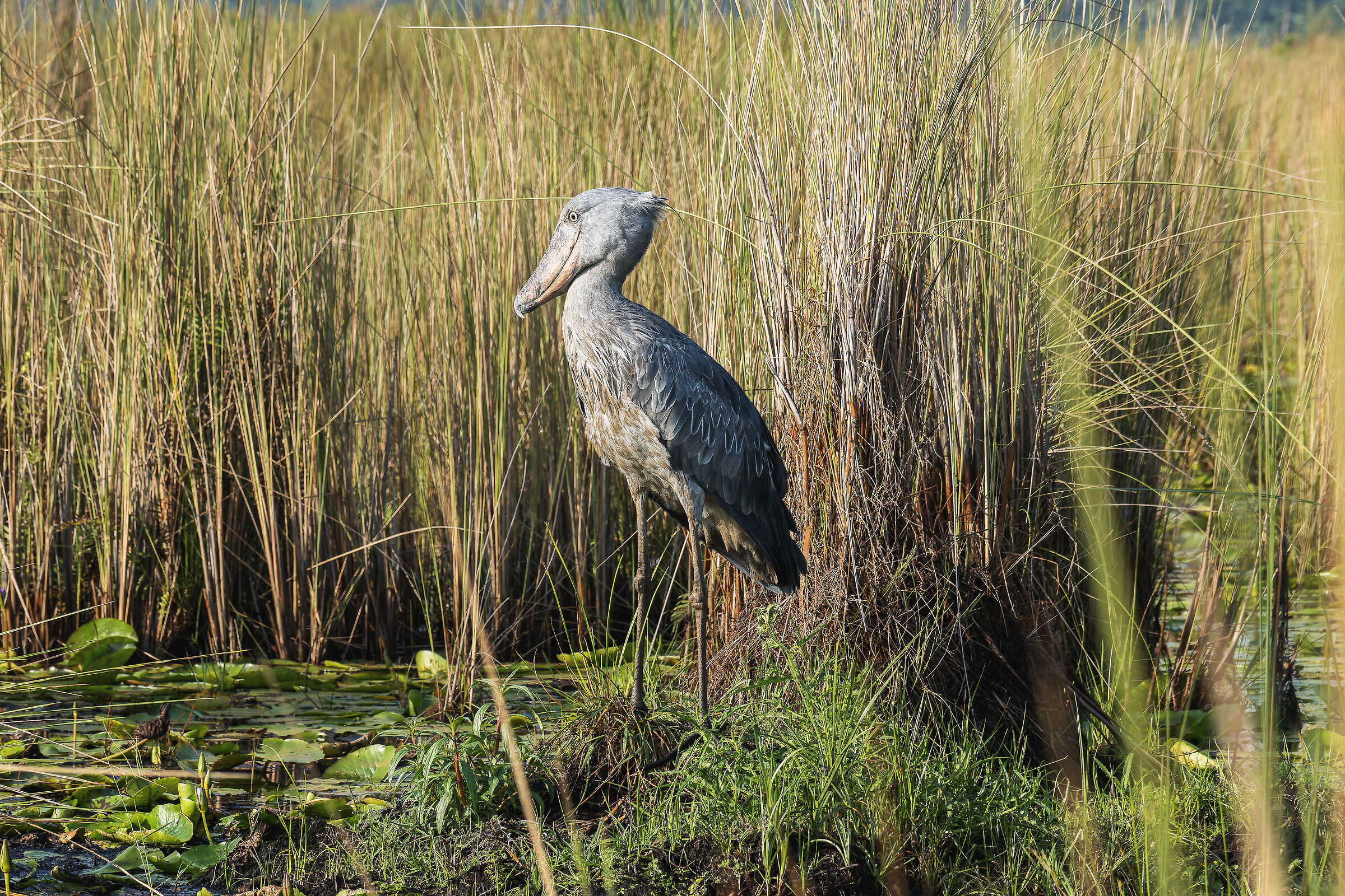 Shoebill, Mabamba Swamp