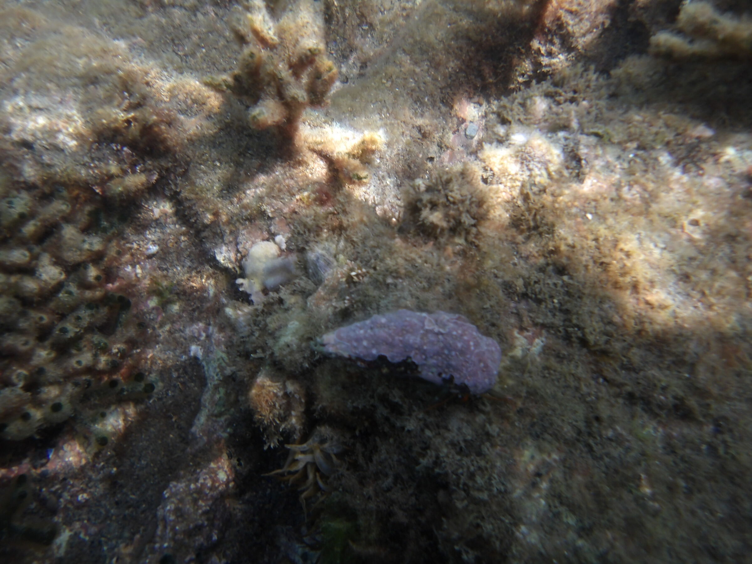 Purple thing, conchiglia, corallo ? Mah