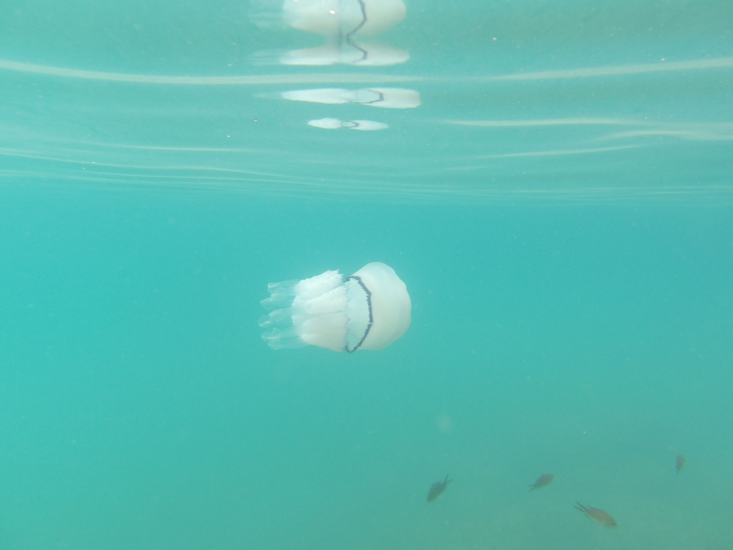 Big Jellyfish, Medusa Grande