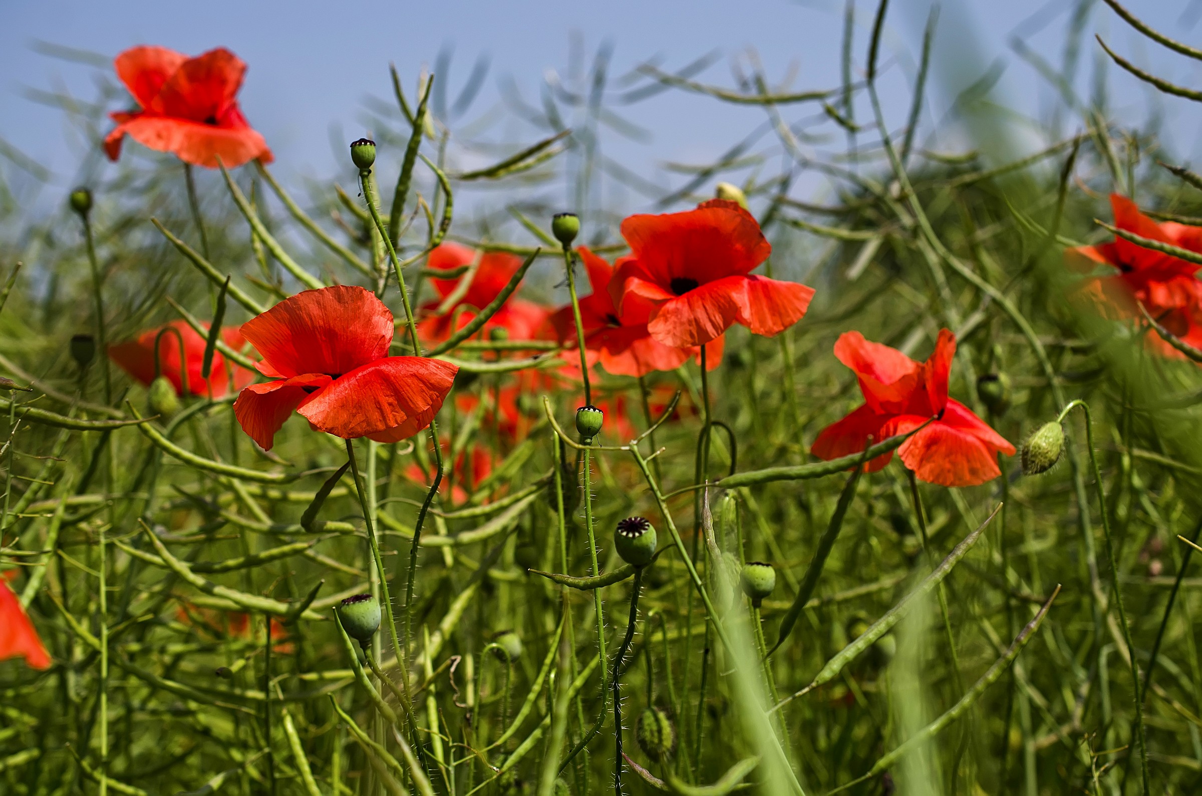 poppies ...
