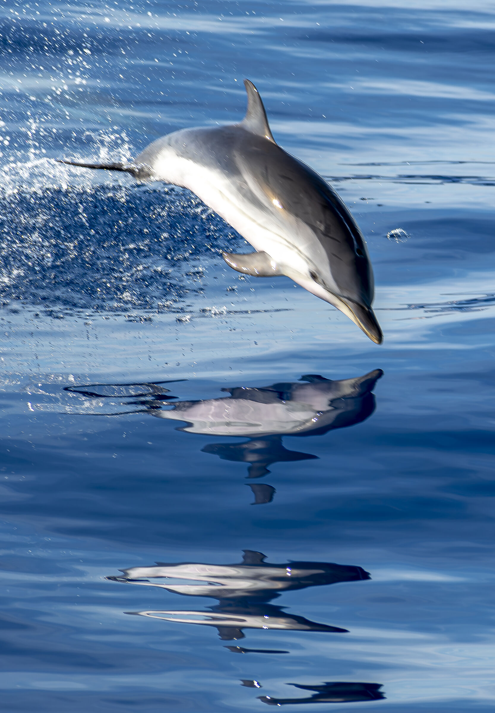 Dolphin with small cetacean sanctuary