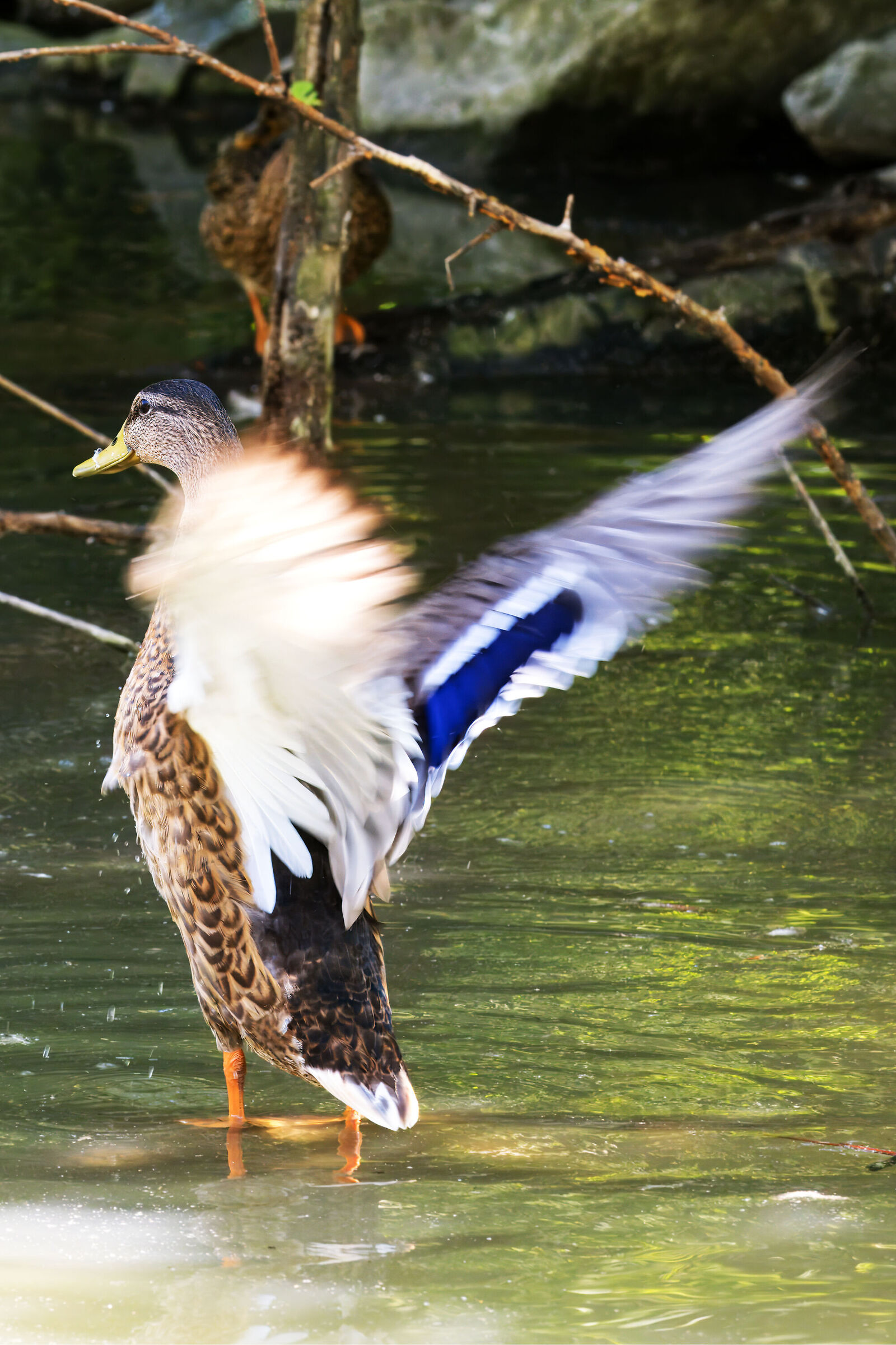 Asciugando le piume (Test1)