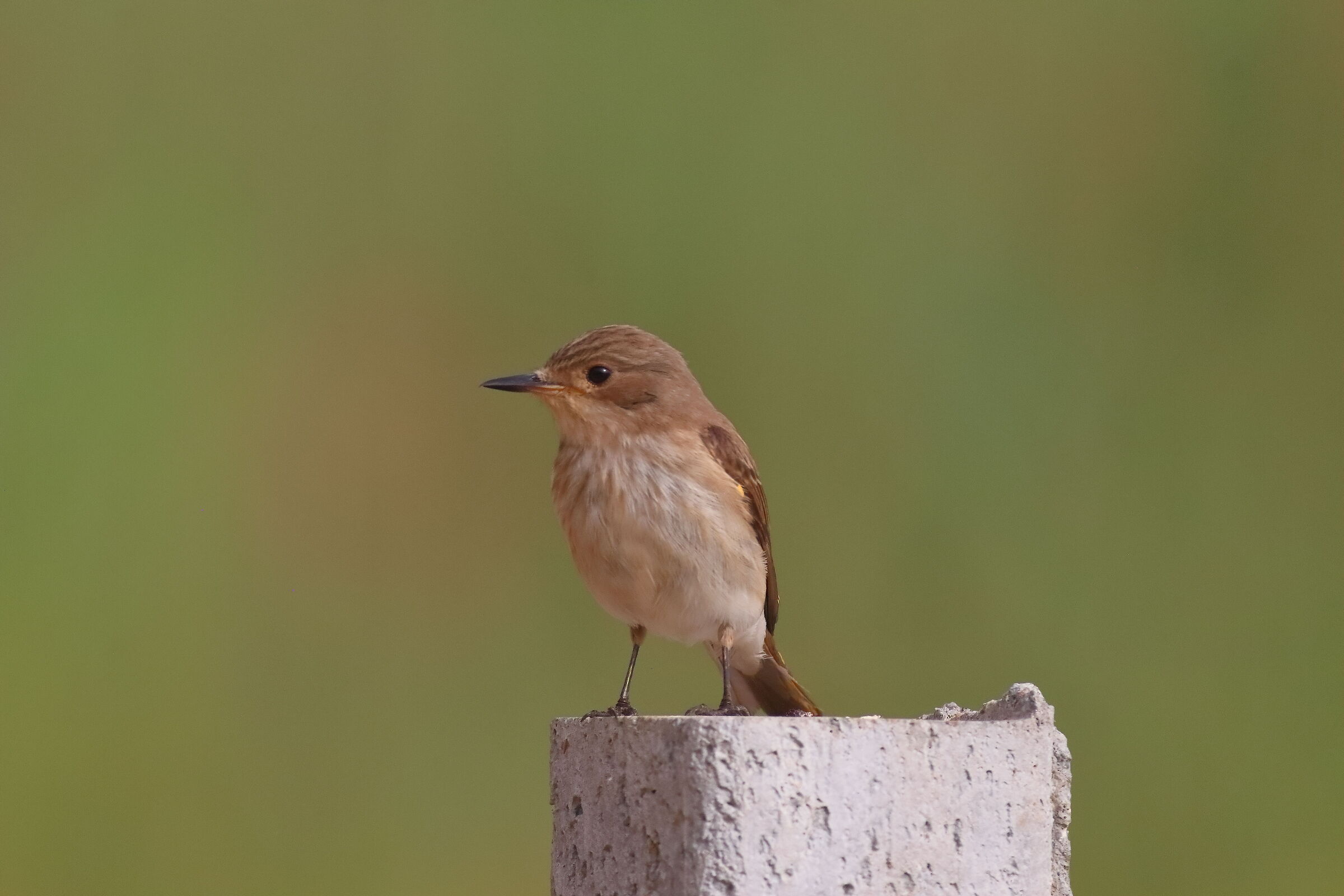 Pigliamosche 20-06-2024 - 0729