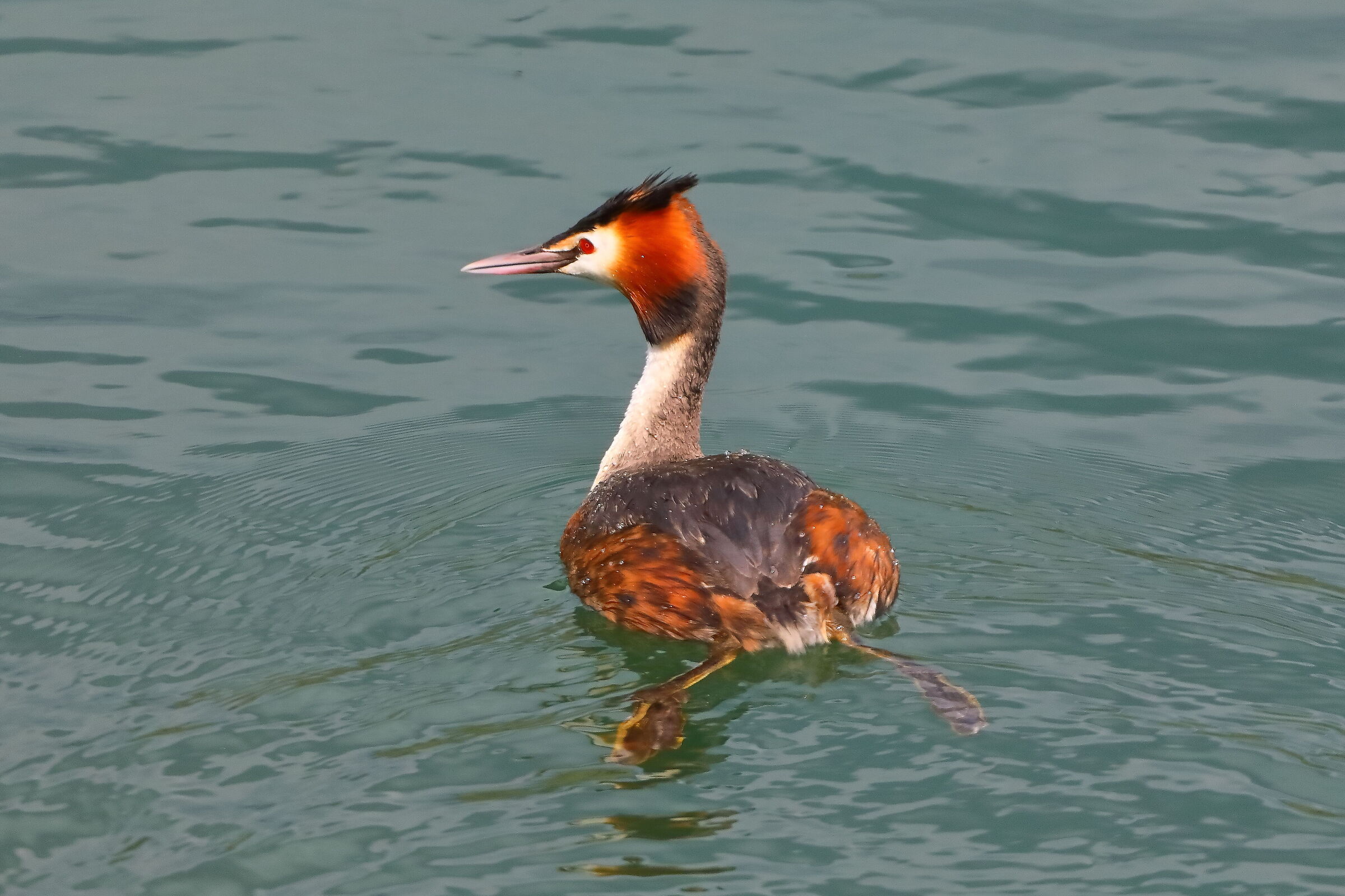 Svasso 05 aprile 2024 - 0107