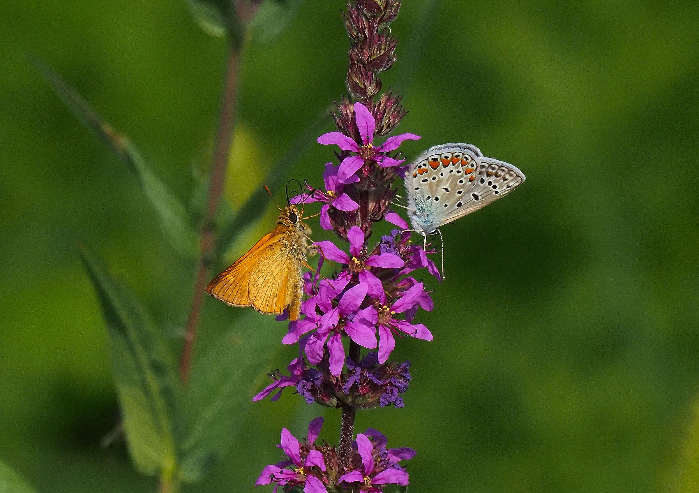 Ochlodes & Polyommatus