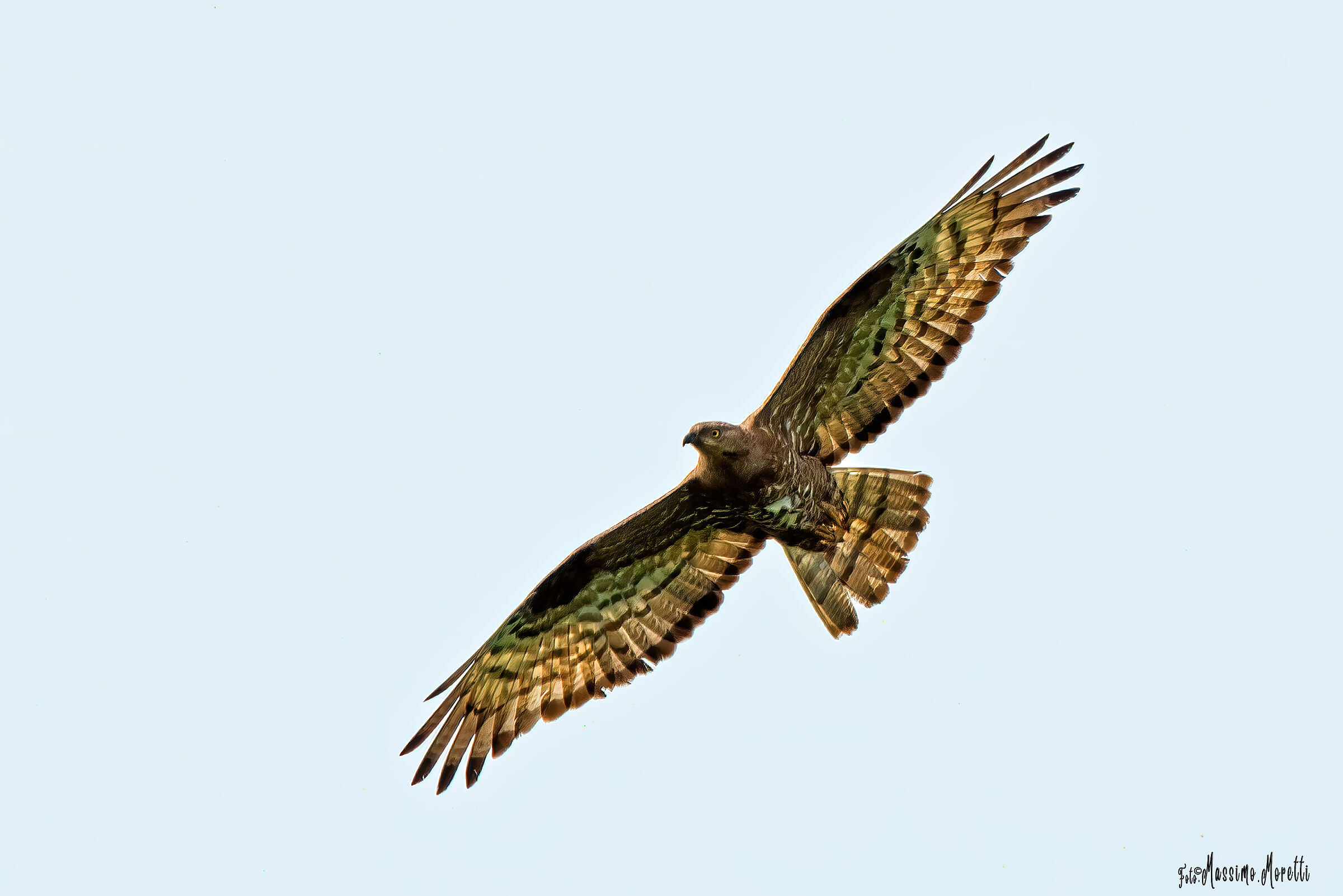 Falco Pecchiaiolo