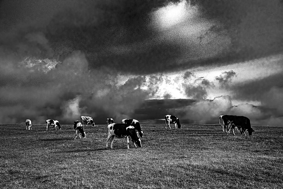 Pasture in Lessinia.