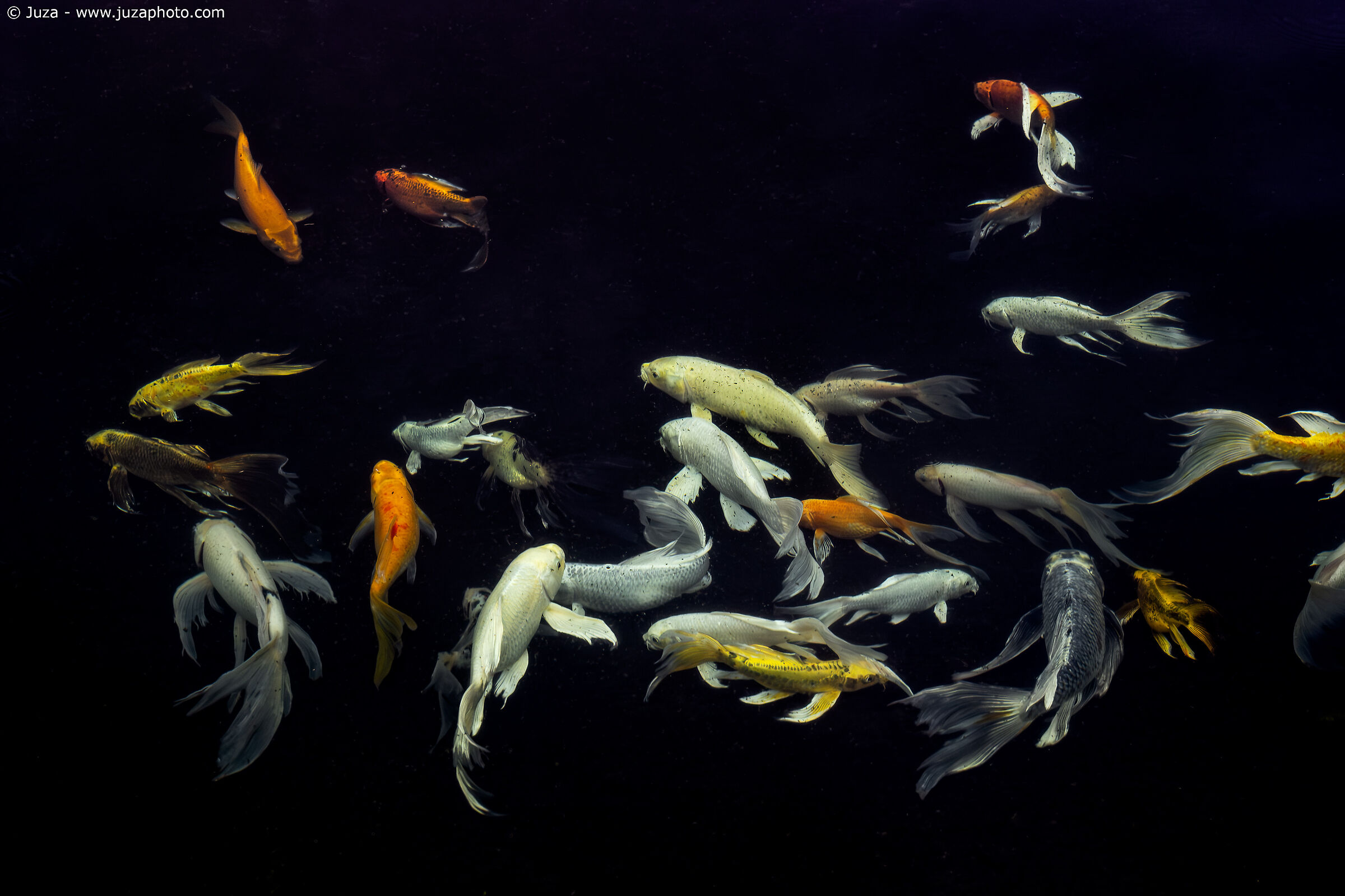 Pesci nel laghetto del tempio