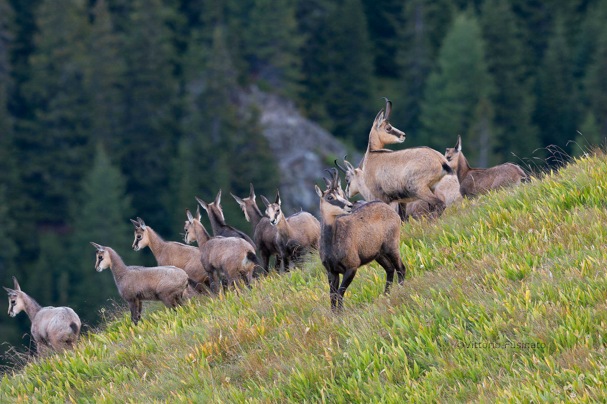 Strategia antipredatoria