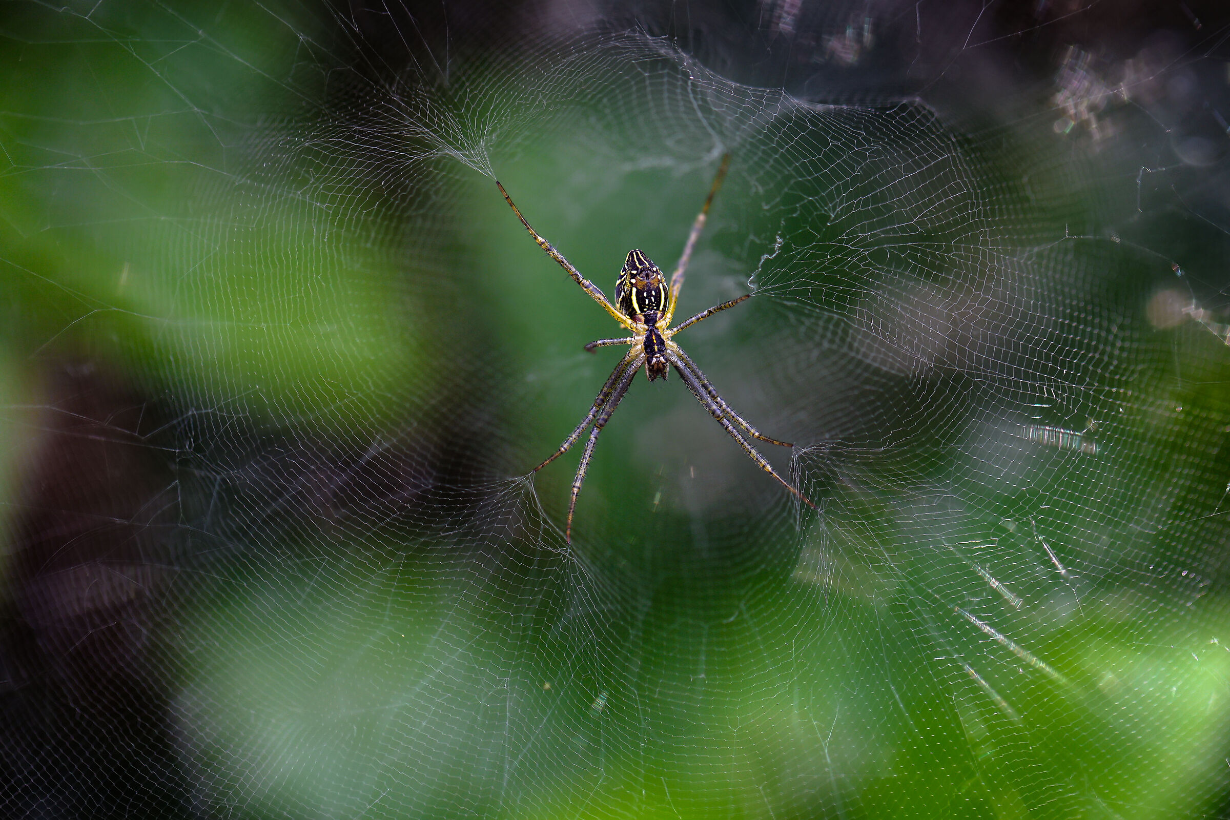 La serie WEB