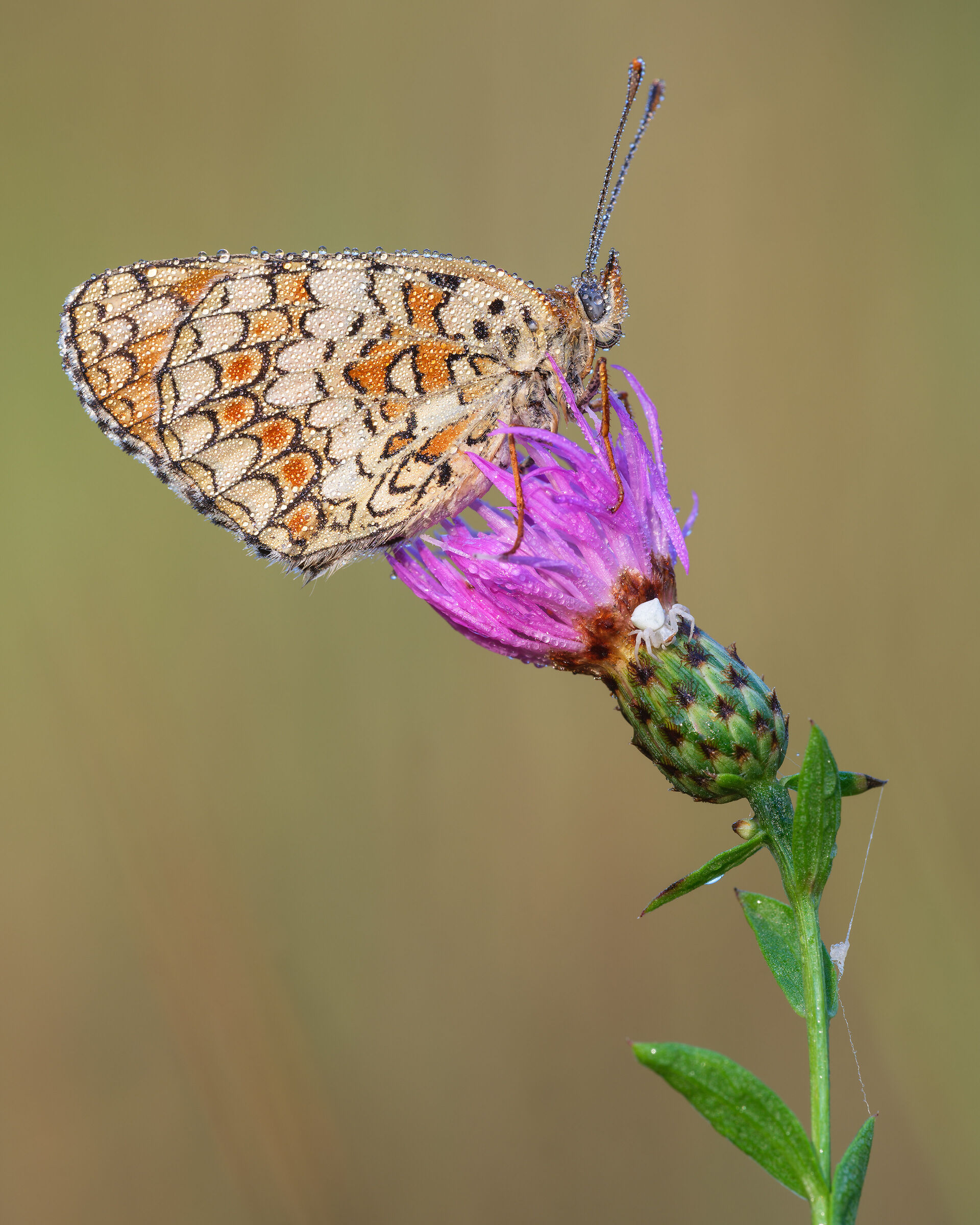 Melitaea phoebe e mini tomiside