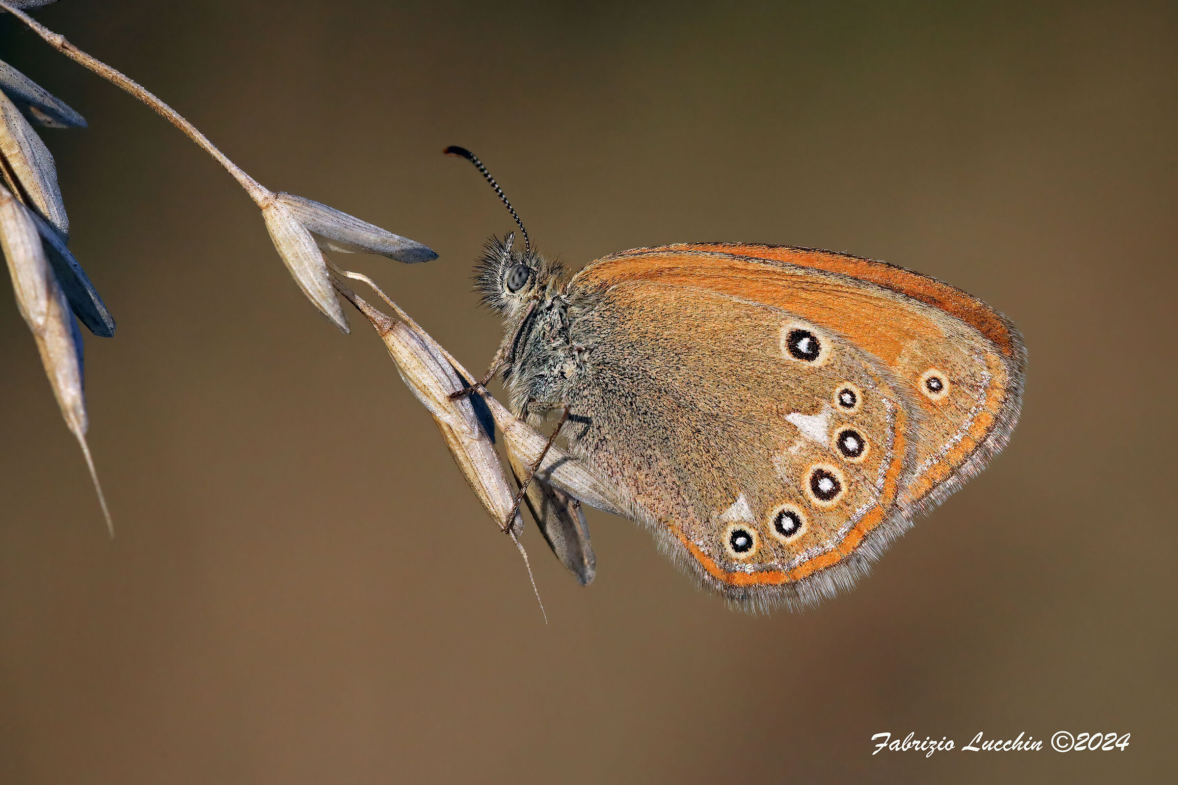 Coenonympha glycerion