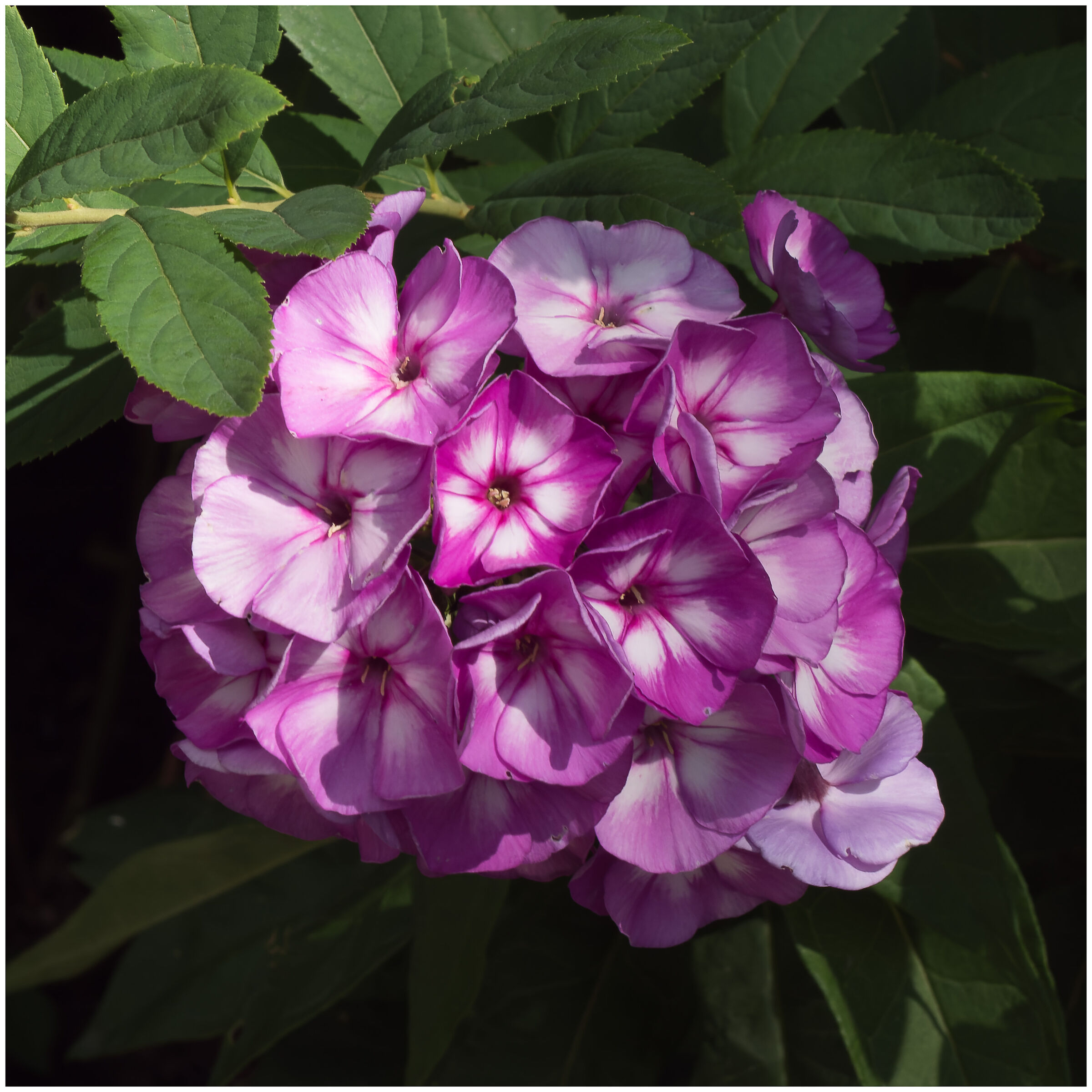 Ortensia di montagna