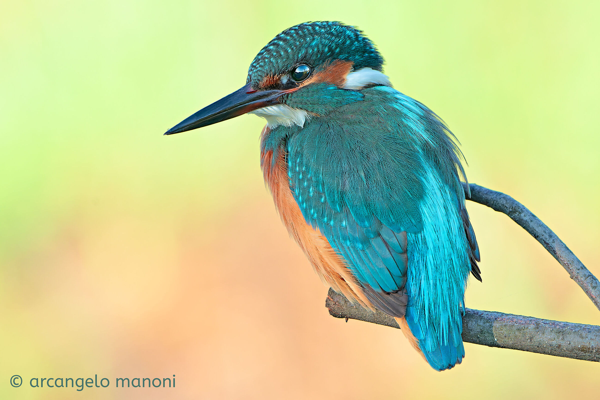 kINGFISHER the guardian of color