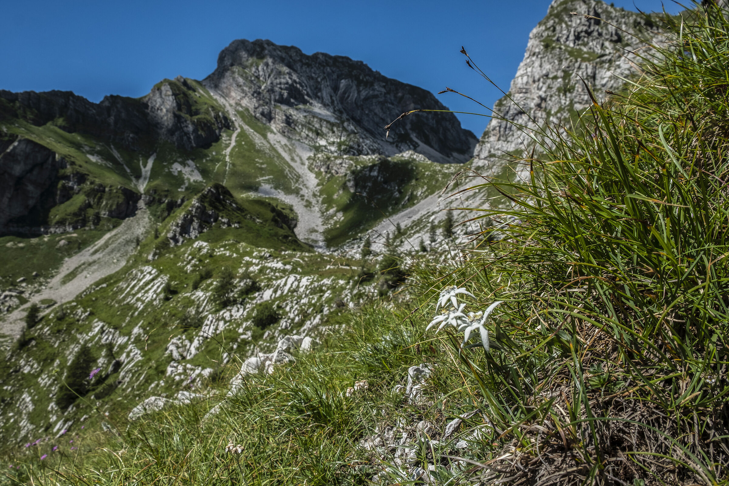 Schiara mountains the Talvena