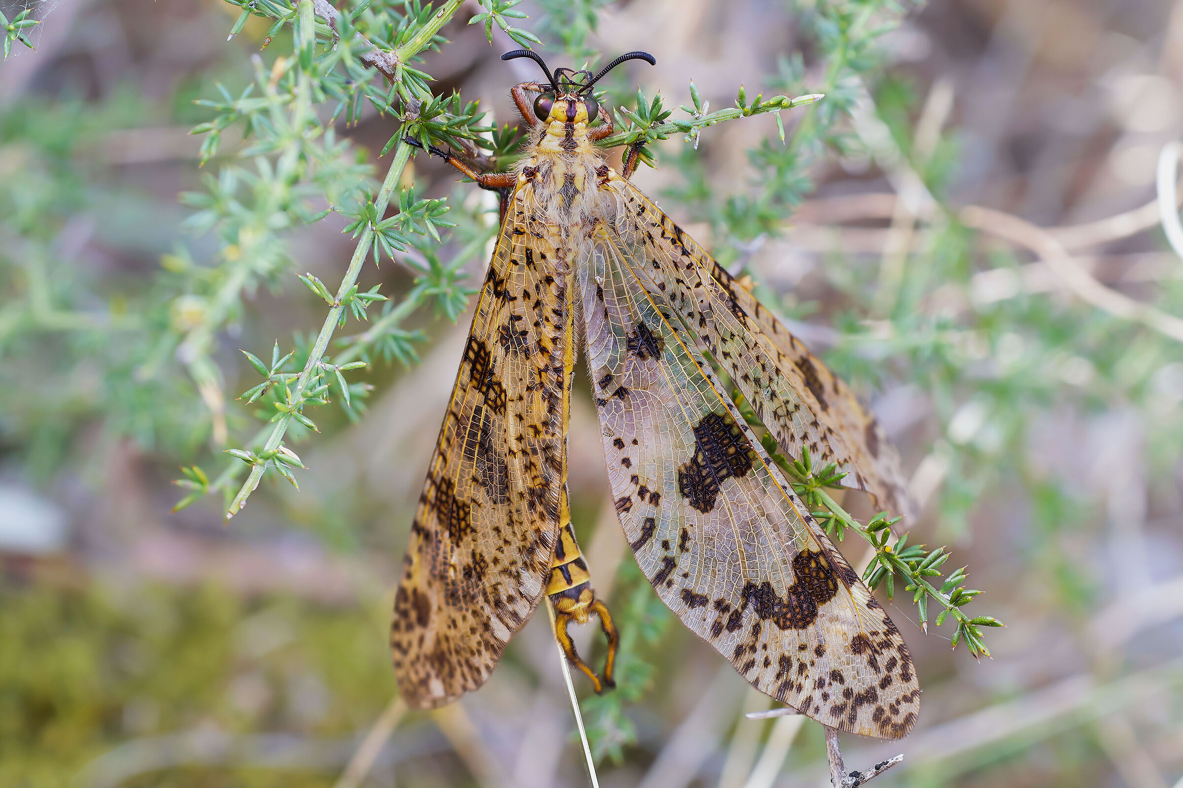 Palpares libelluloides male