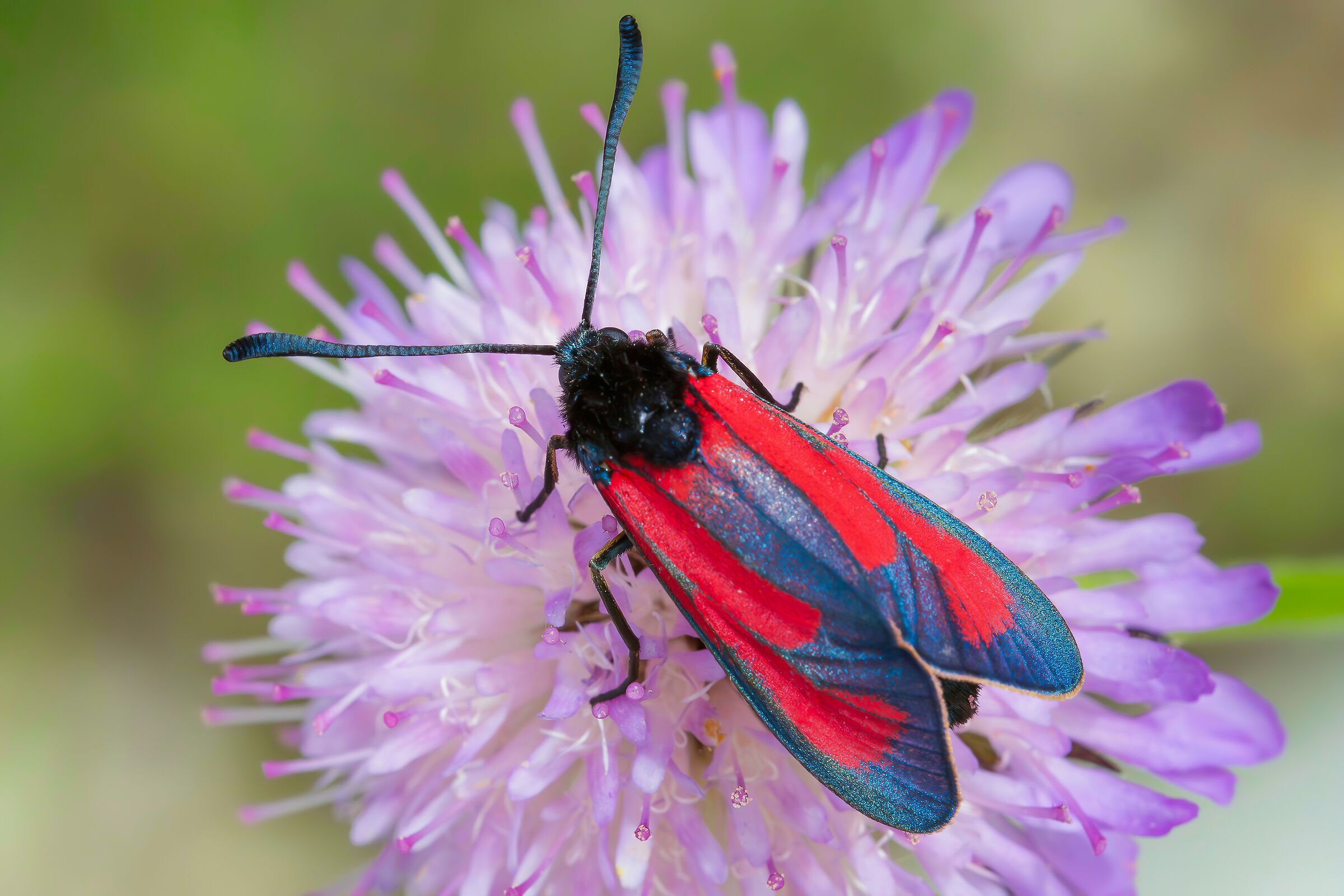 Zygaena (Mesembrynus) erythrus