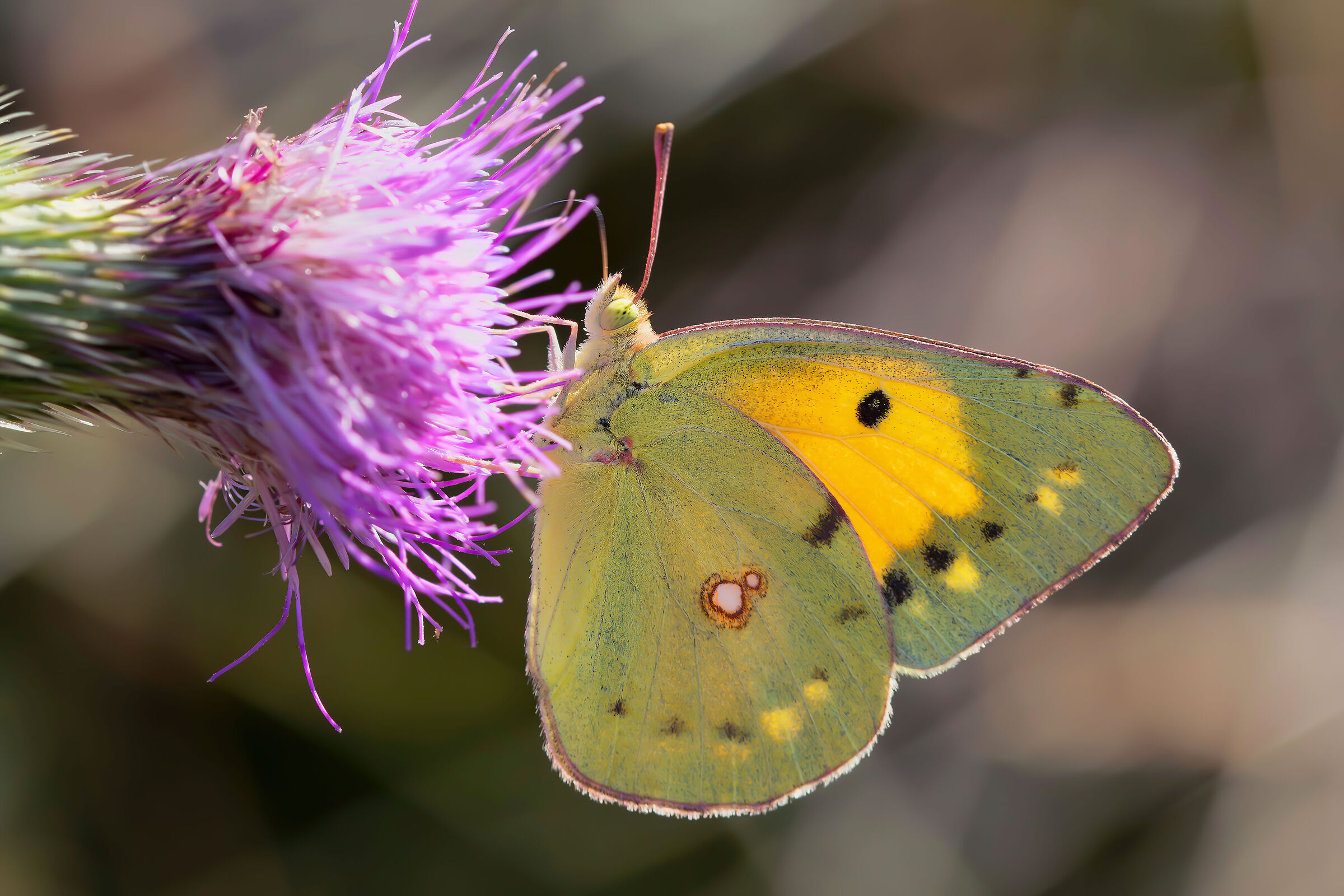 Colias sp. z o.o.