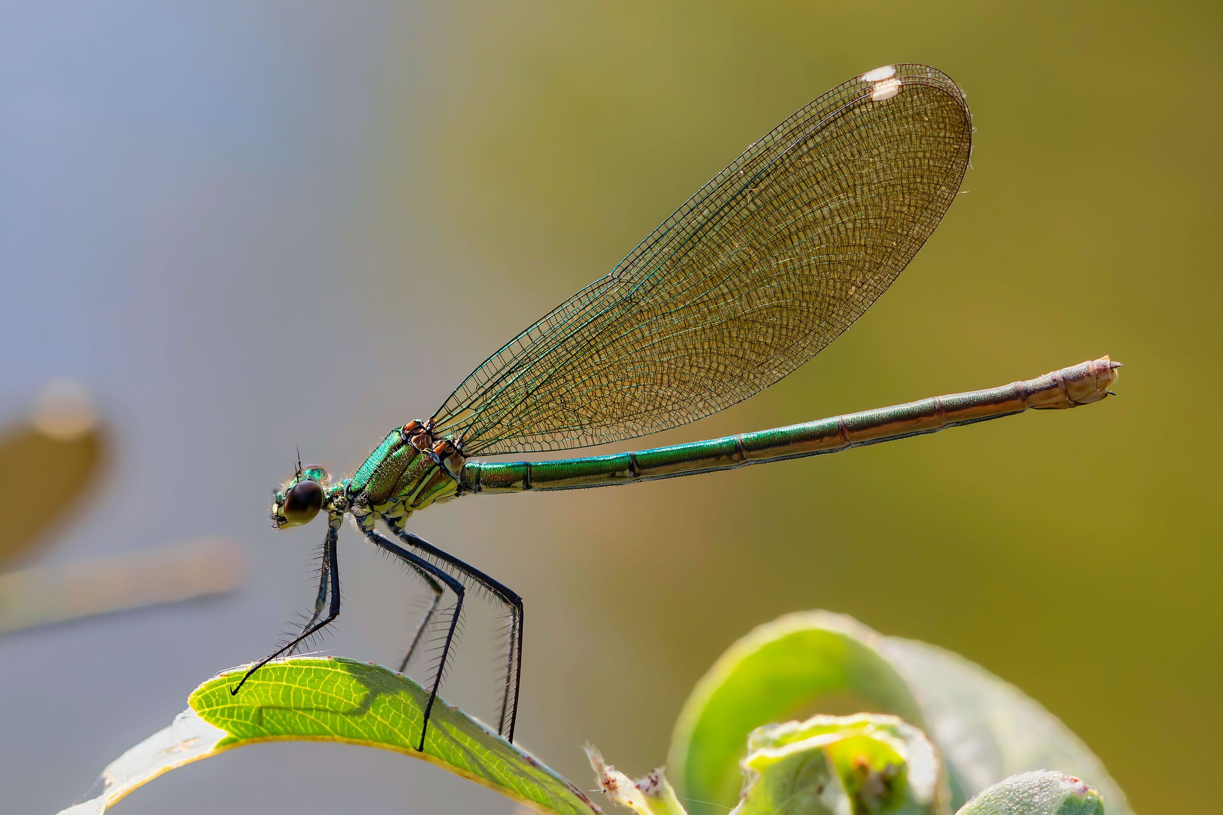 Calopteryx splendens