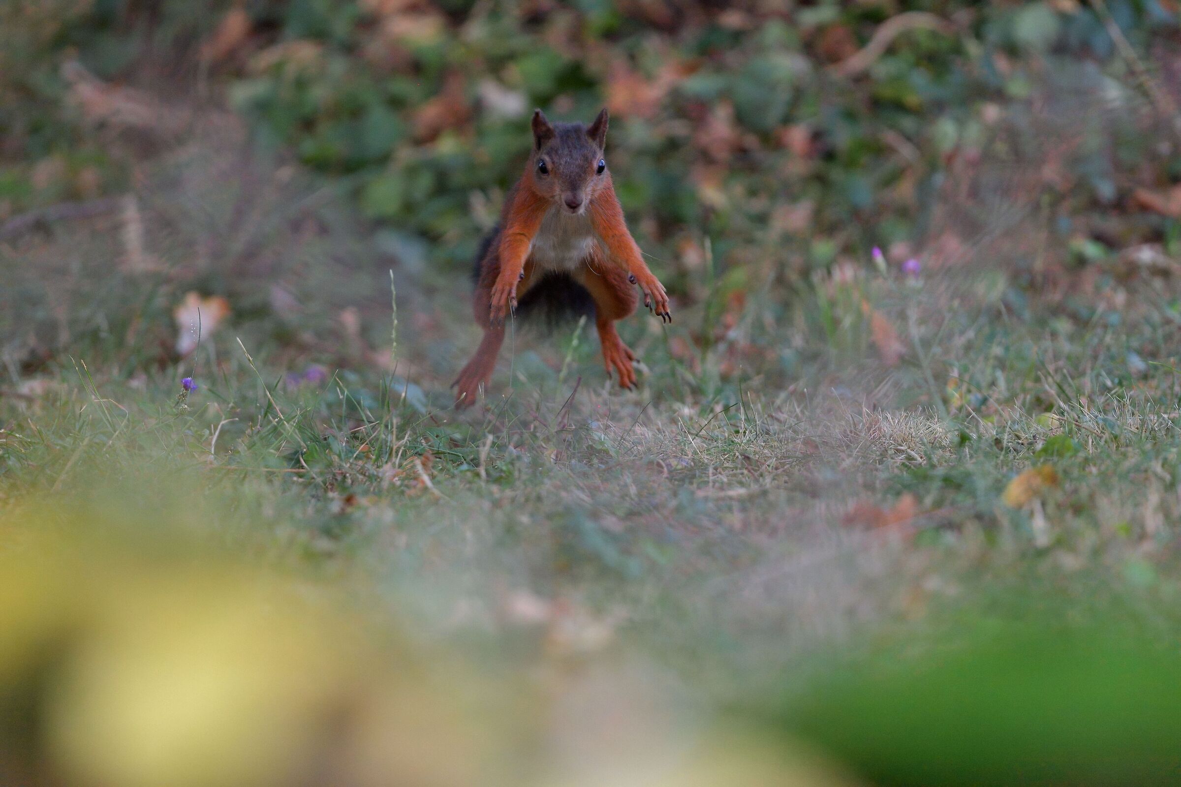 Red squirrel at jumping