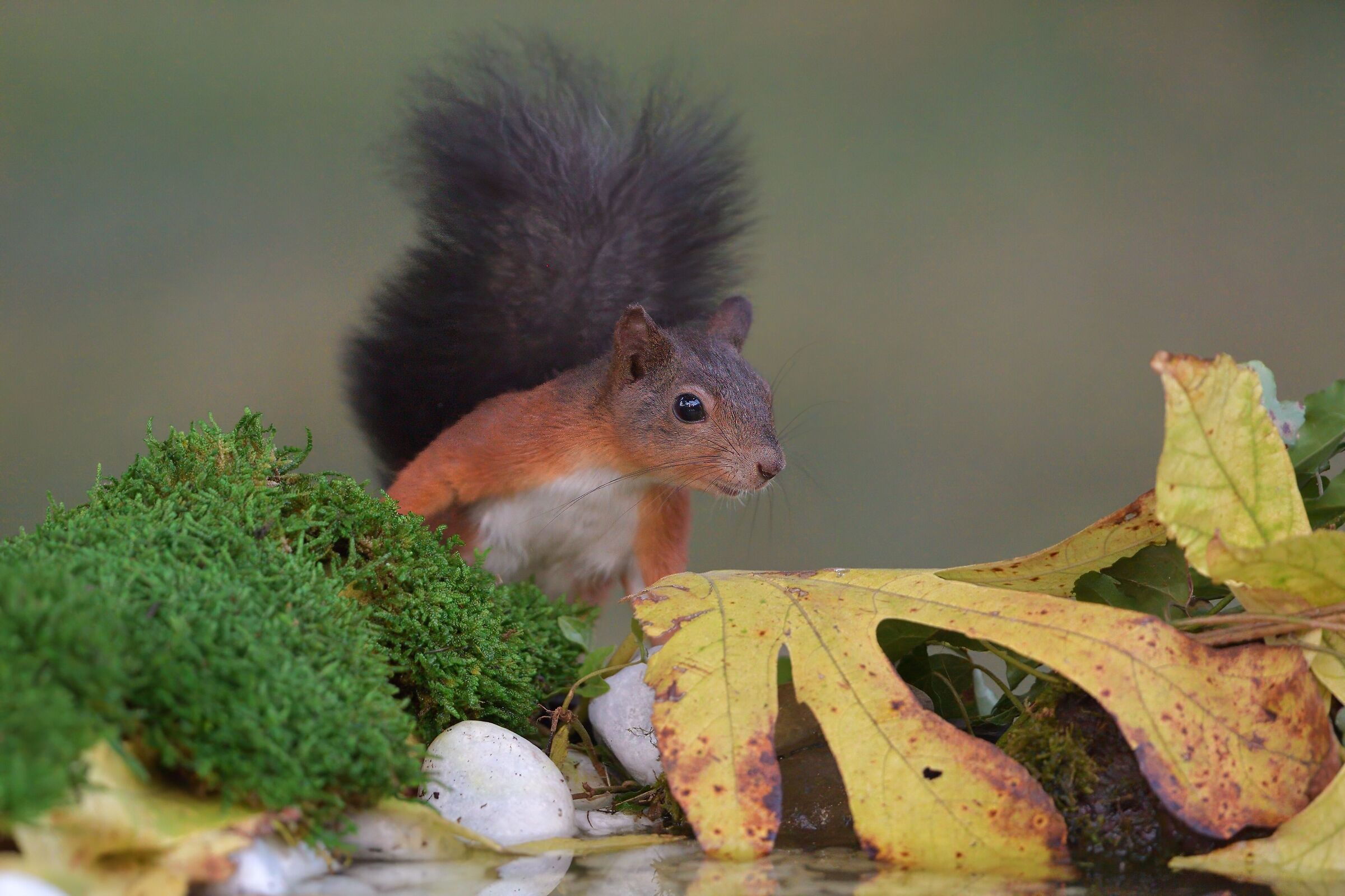 European red squirrel