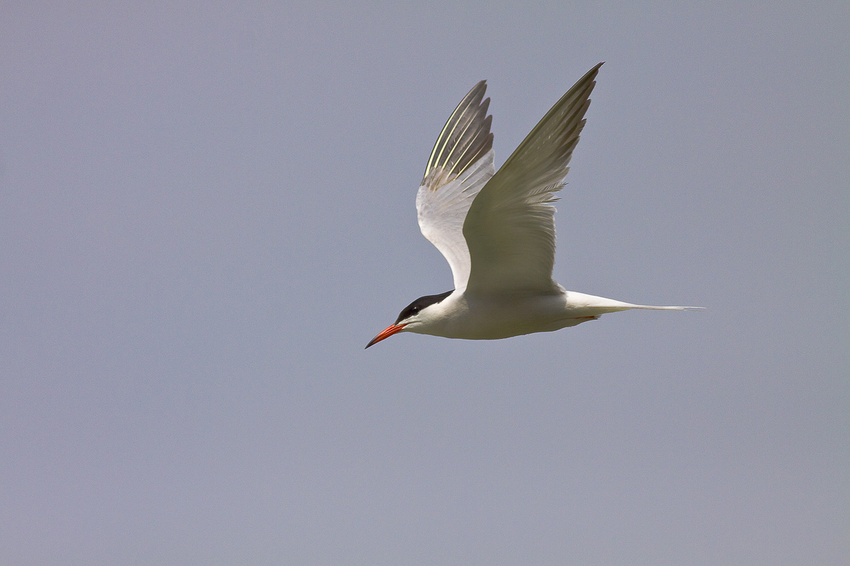 common tern
