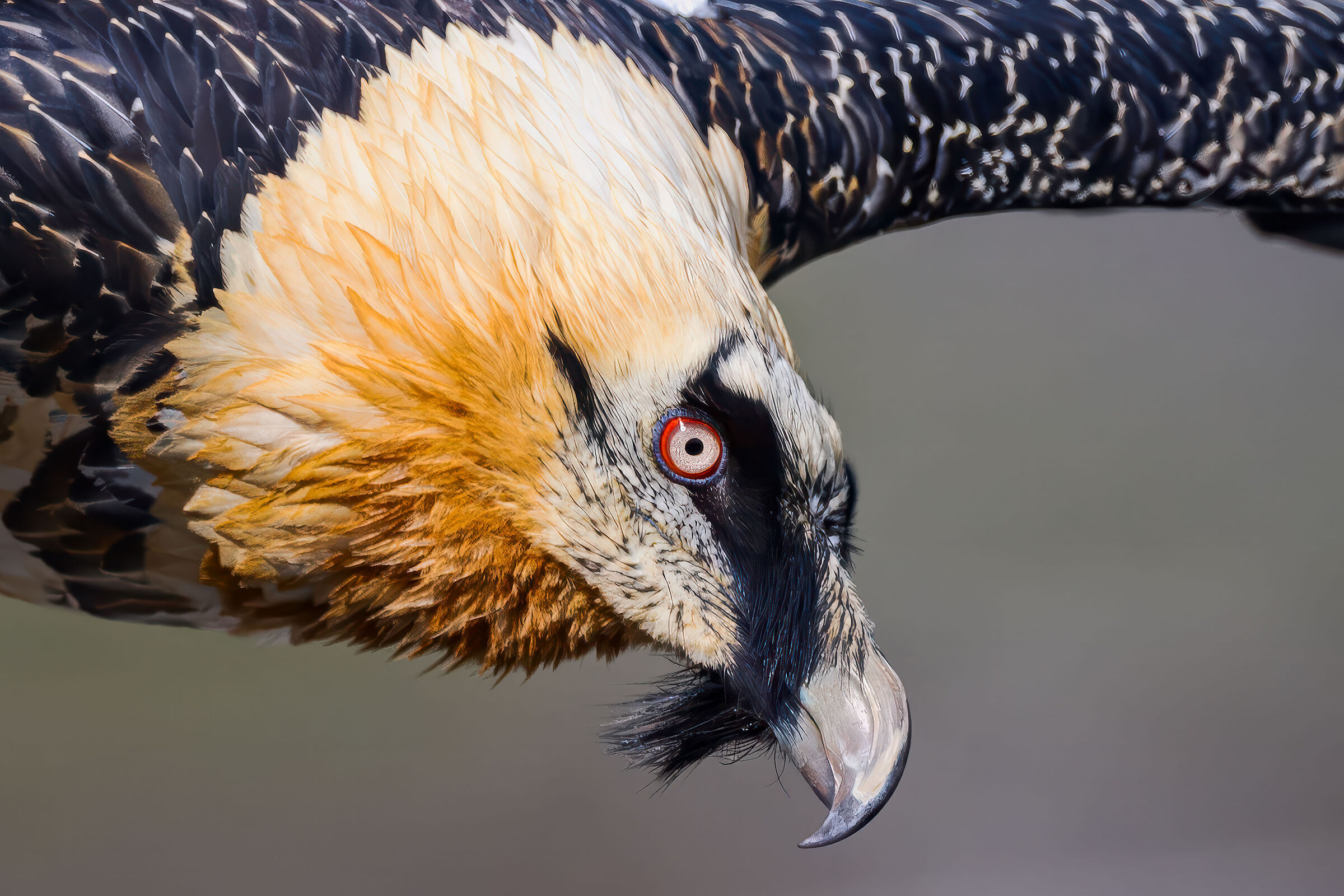 Bearded Vulture Portrait 2