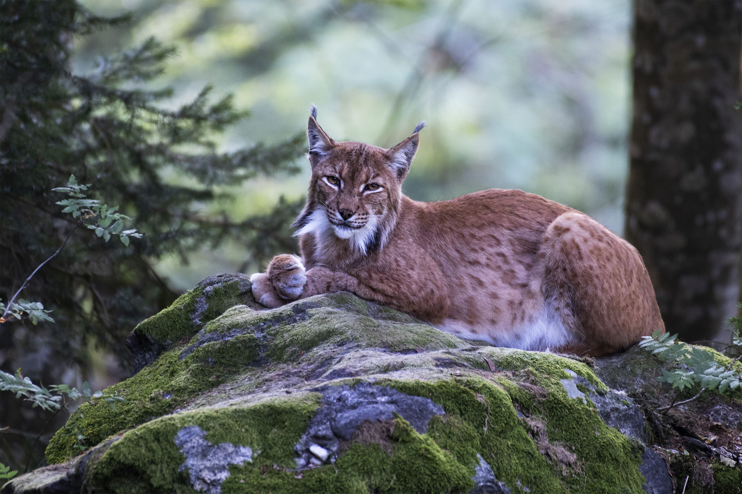 Lince.