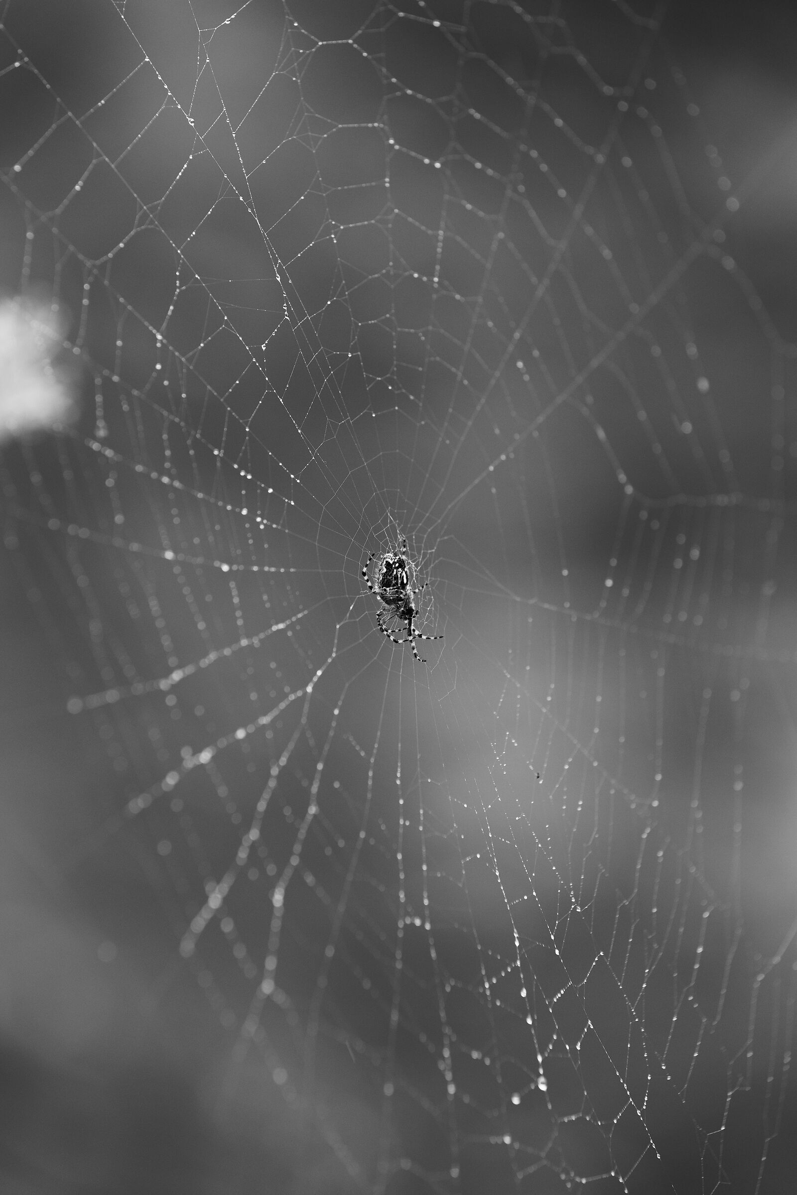 Aculepeira ceropegia dopo la pioggia
