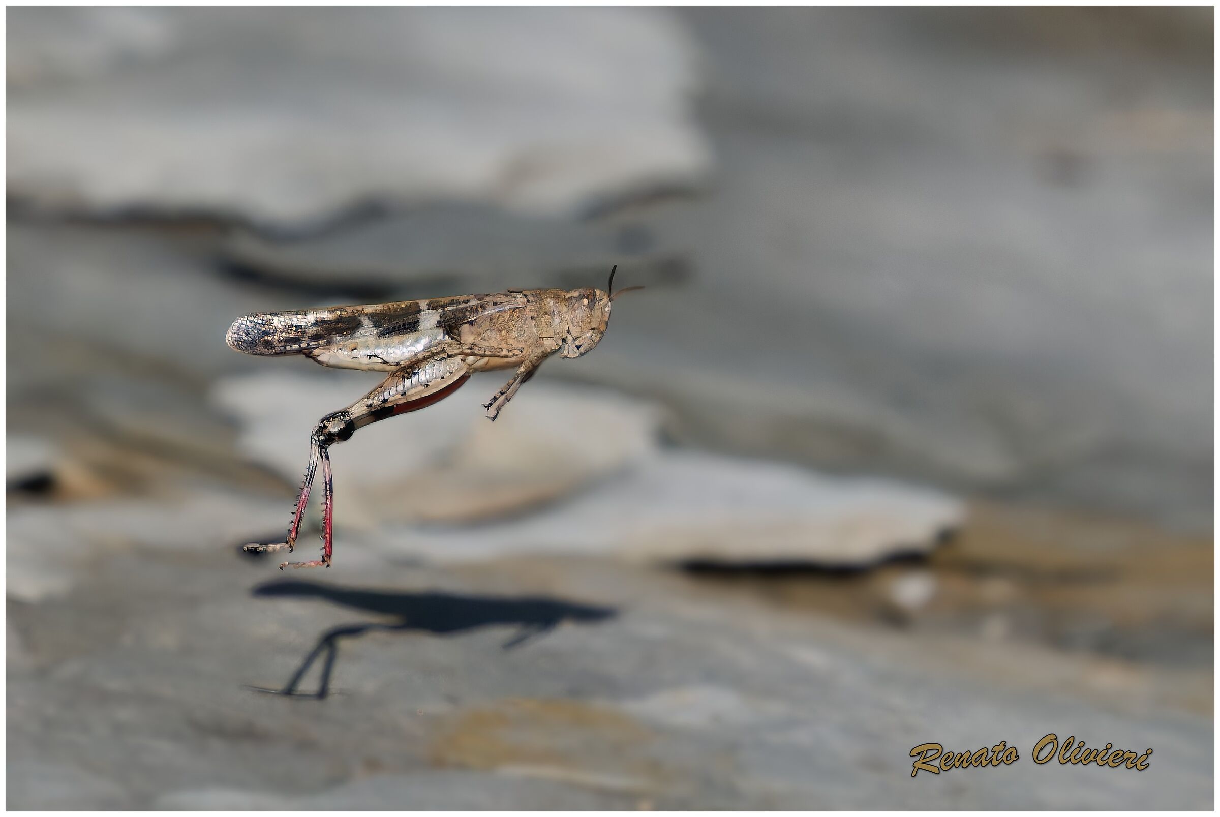 Il salto della cavalletta.