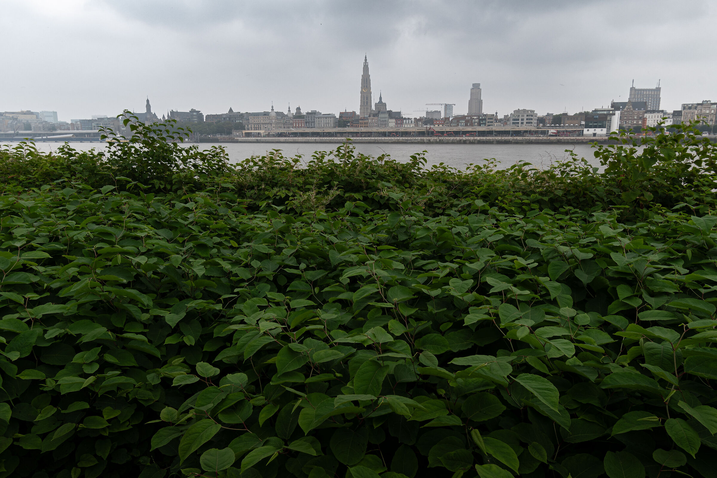 Antwerpen skyline