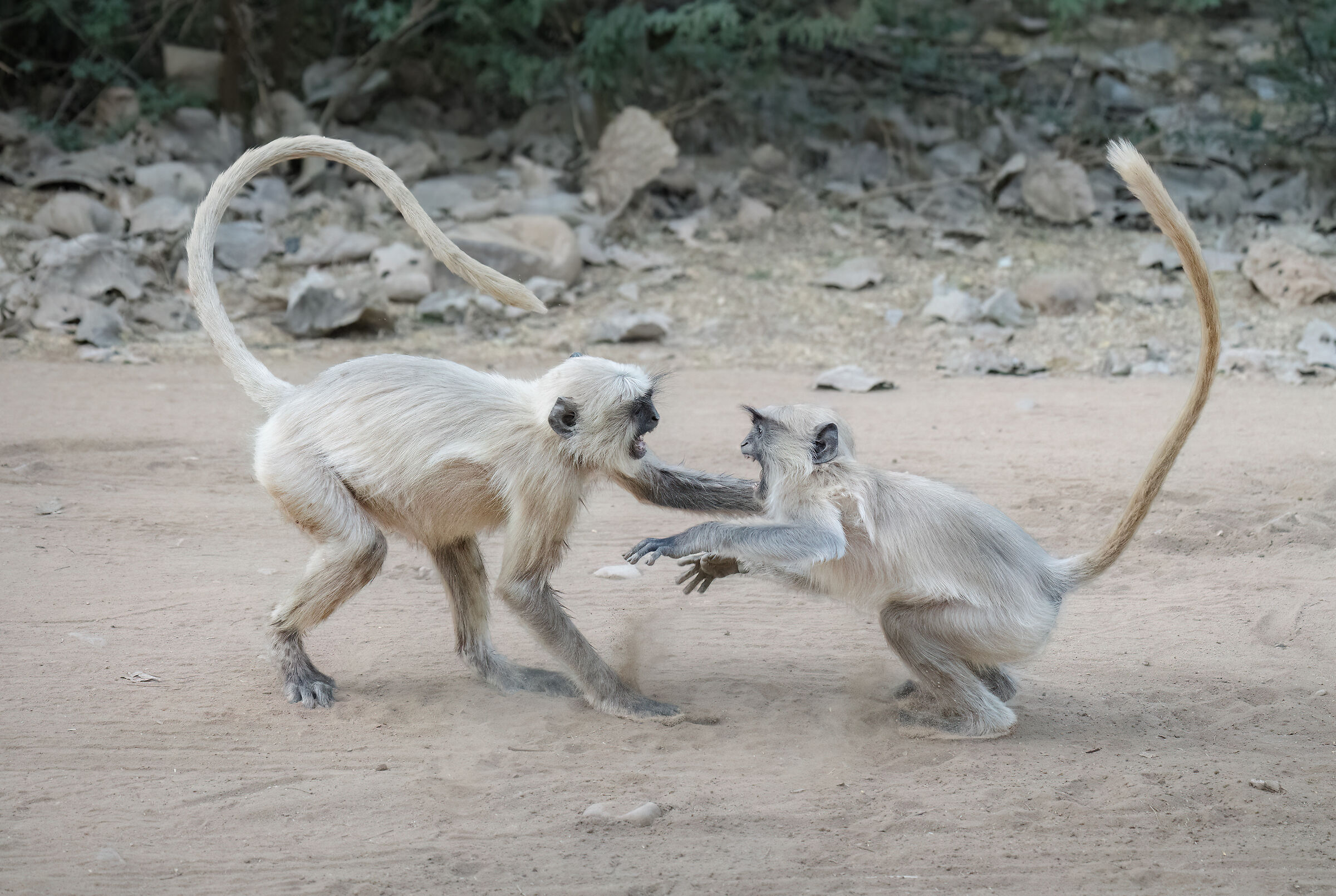 Langur fighting