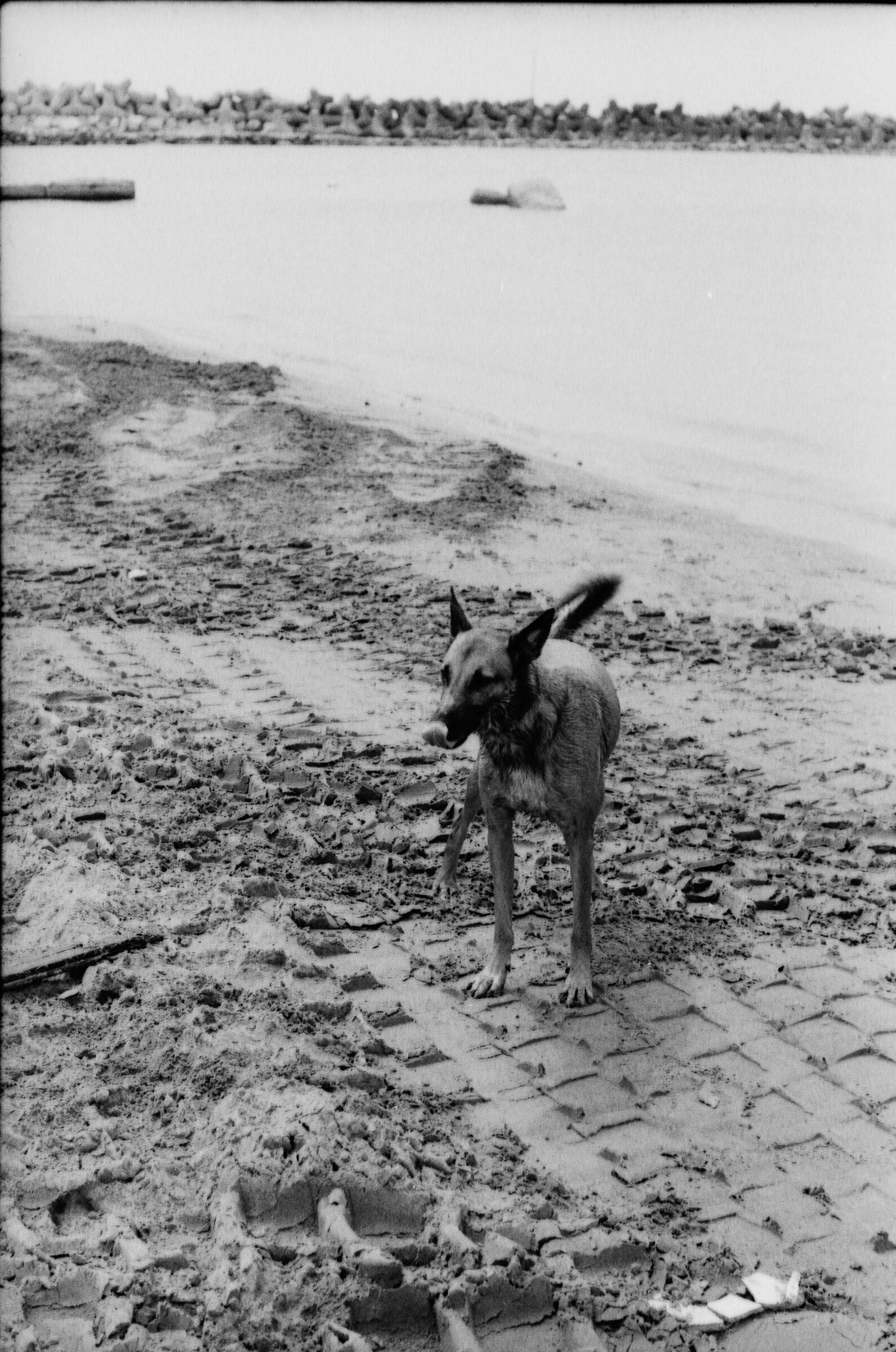 Elijah  Kentmere 100