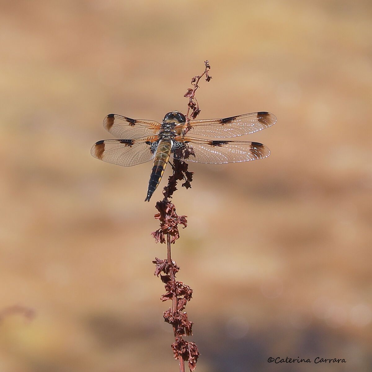 Libellula
