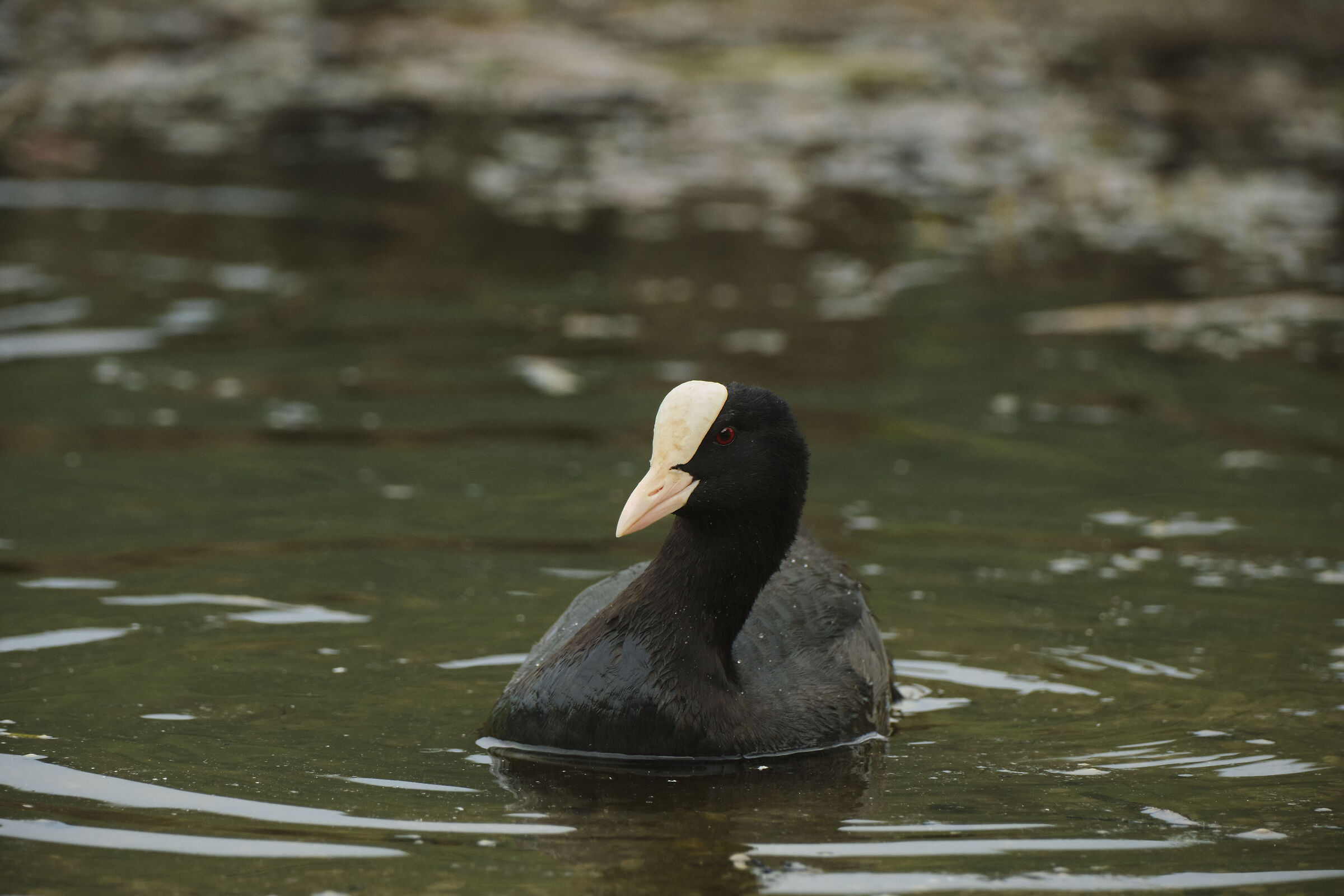 Fulica atra