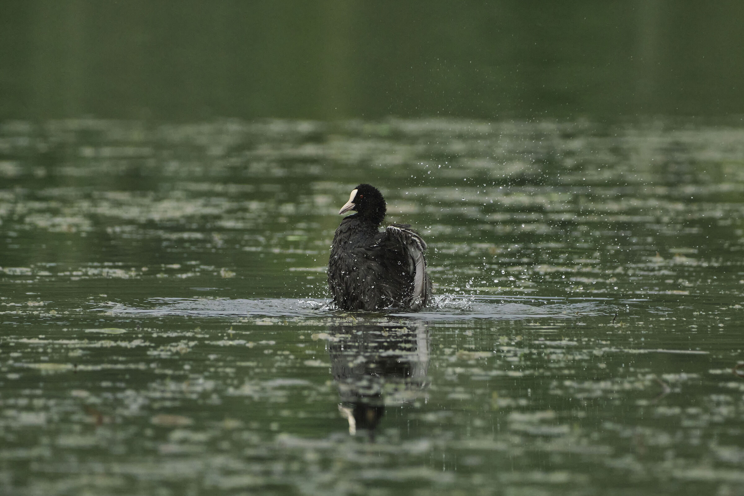 Fulica atra