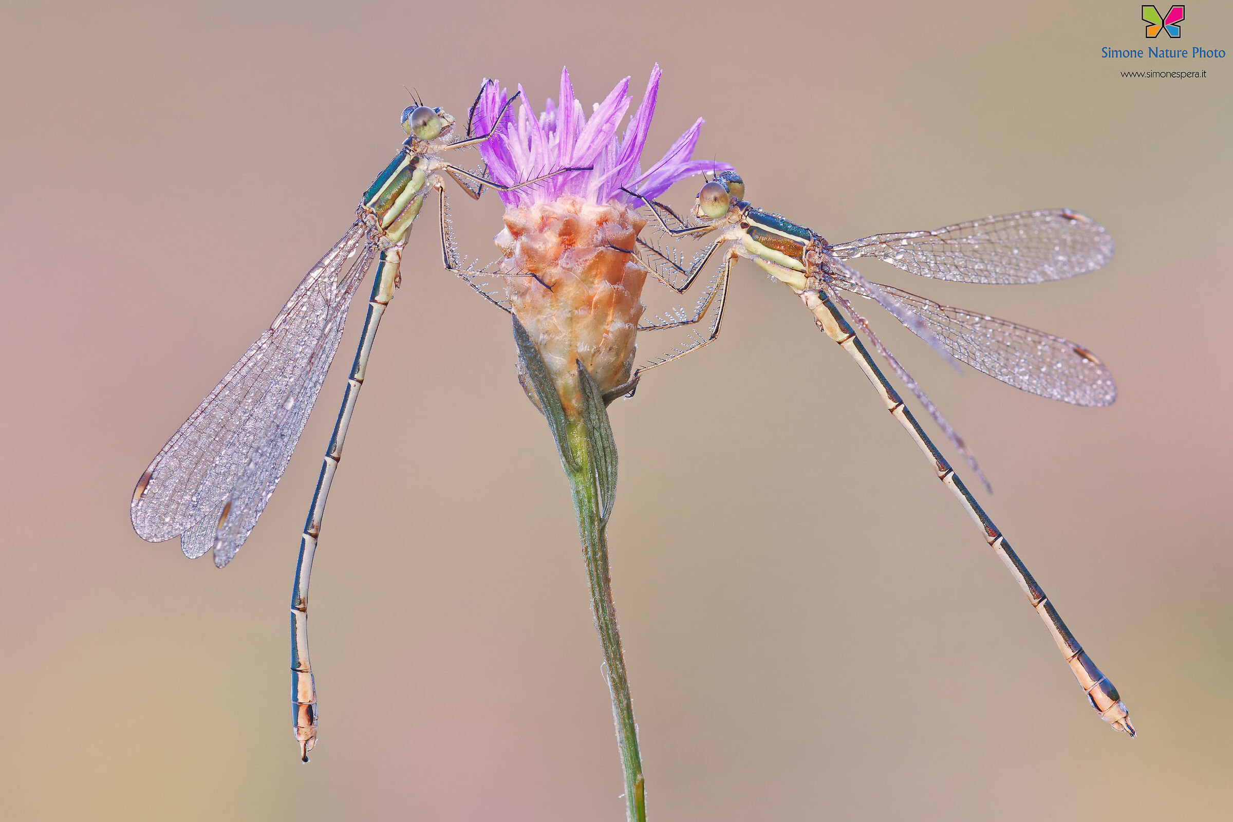 Lestes barbarus ²