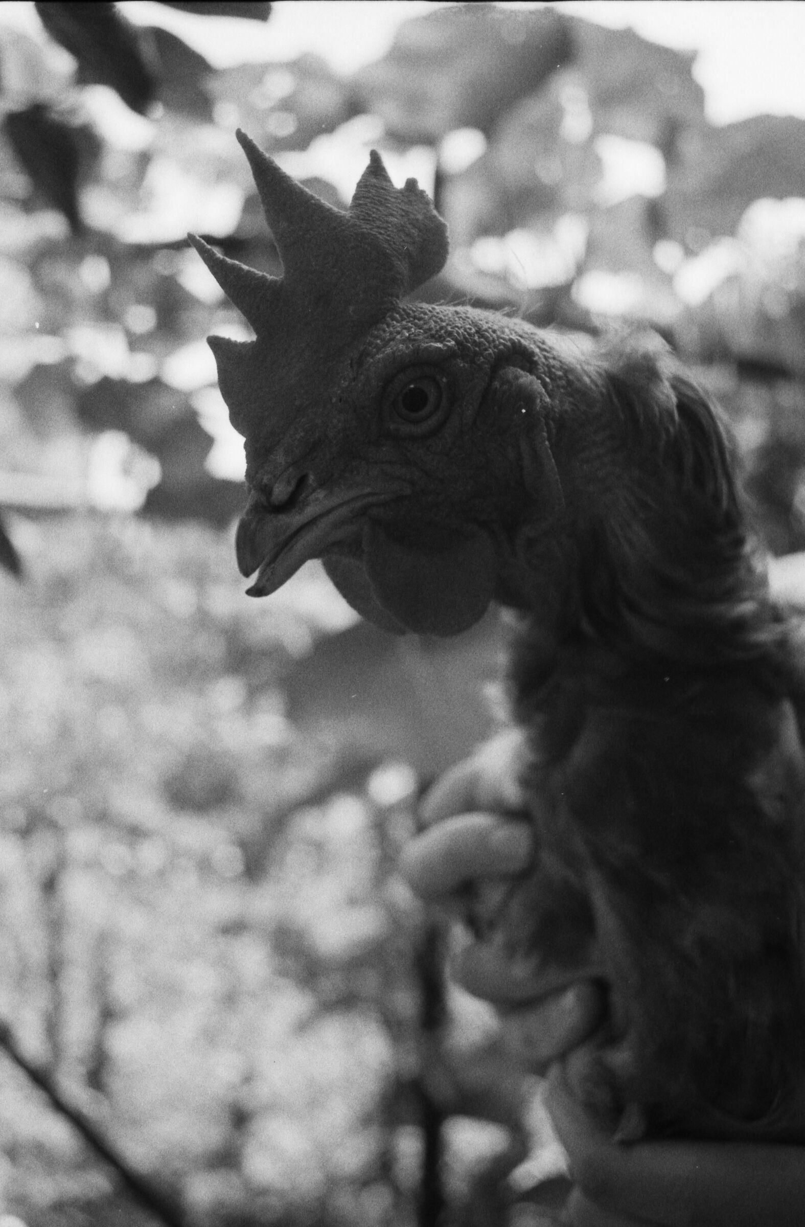 Gallina, Kentmere 400