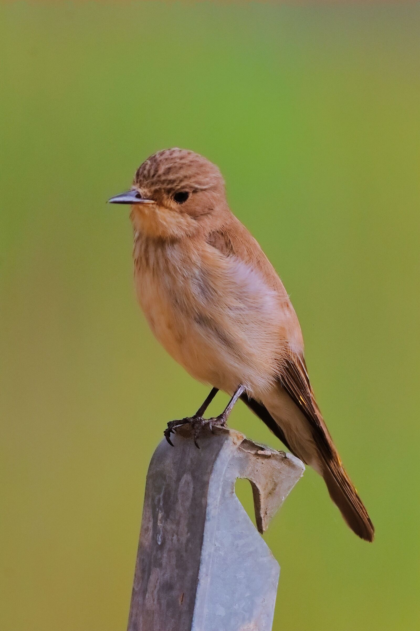 Pigliamosche 20-06-2024 - 0740